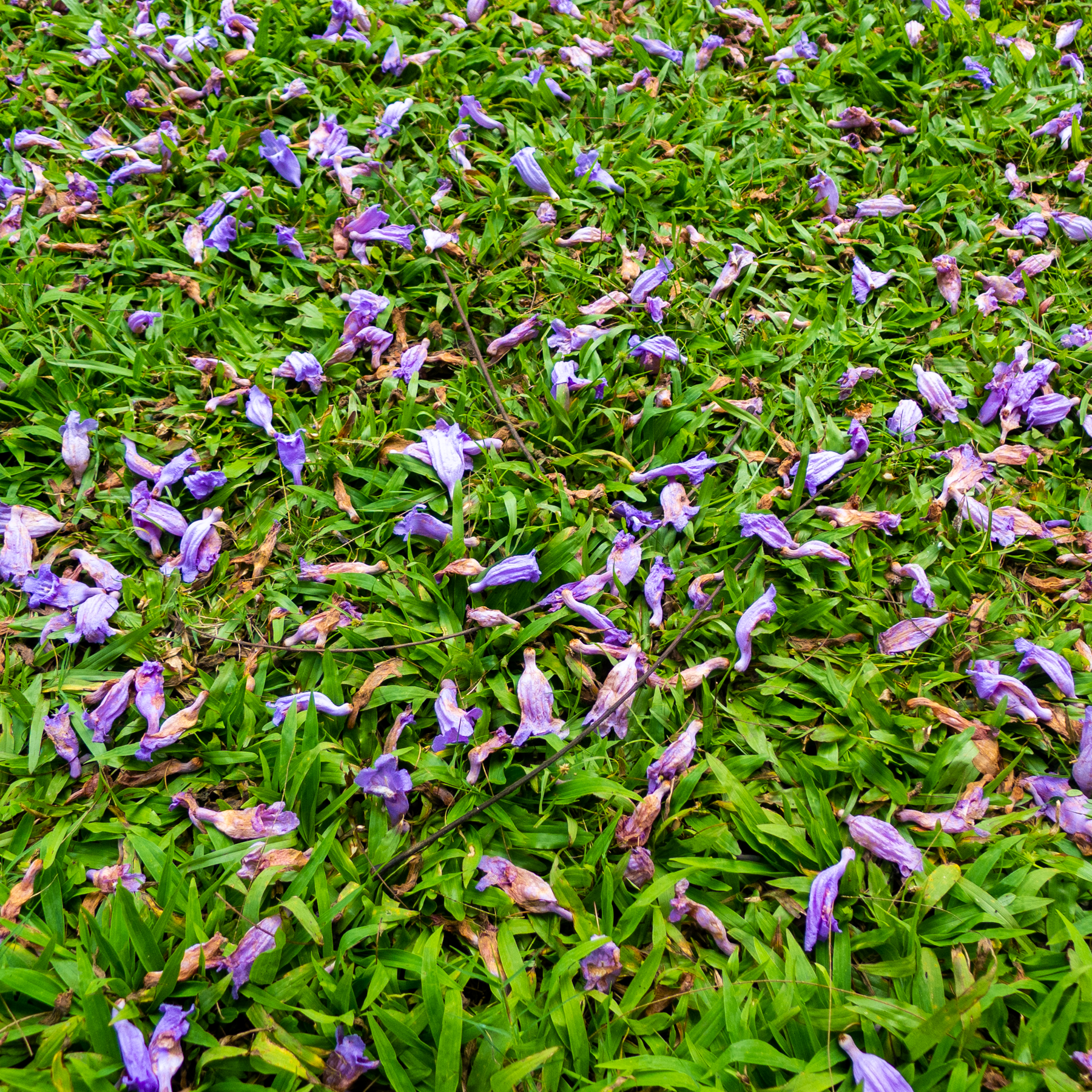 Dry and fallen. Lumix LX5.