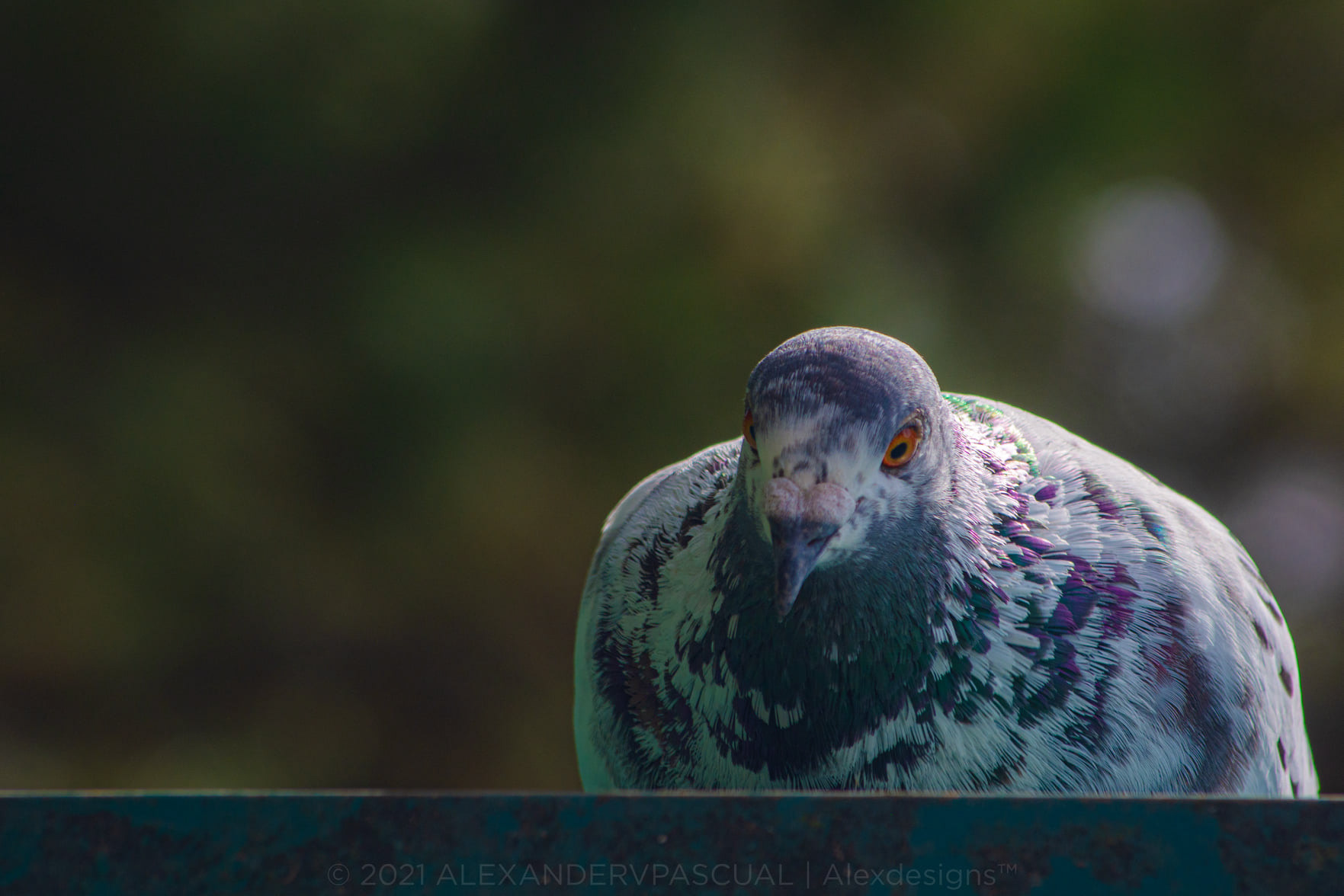 Roofline pigeon lookin'. Lumix LX5.