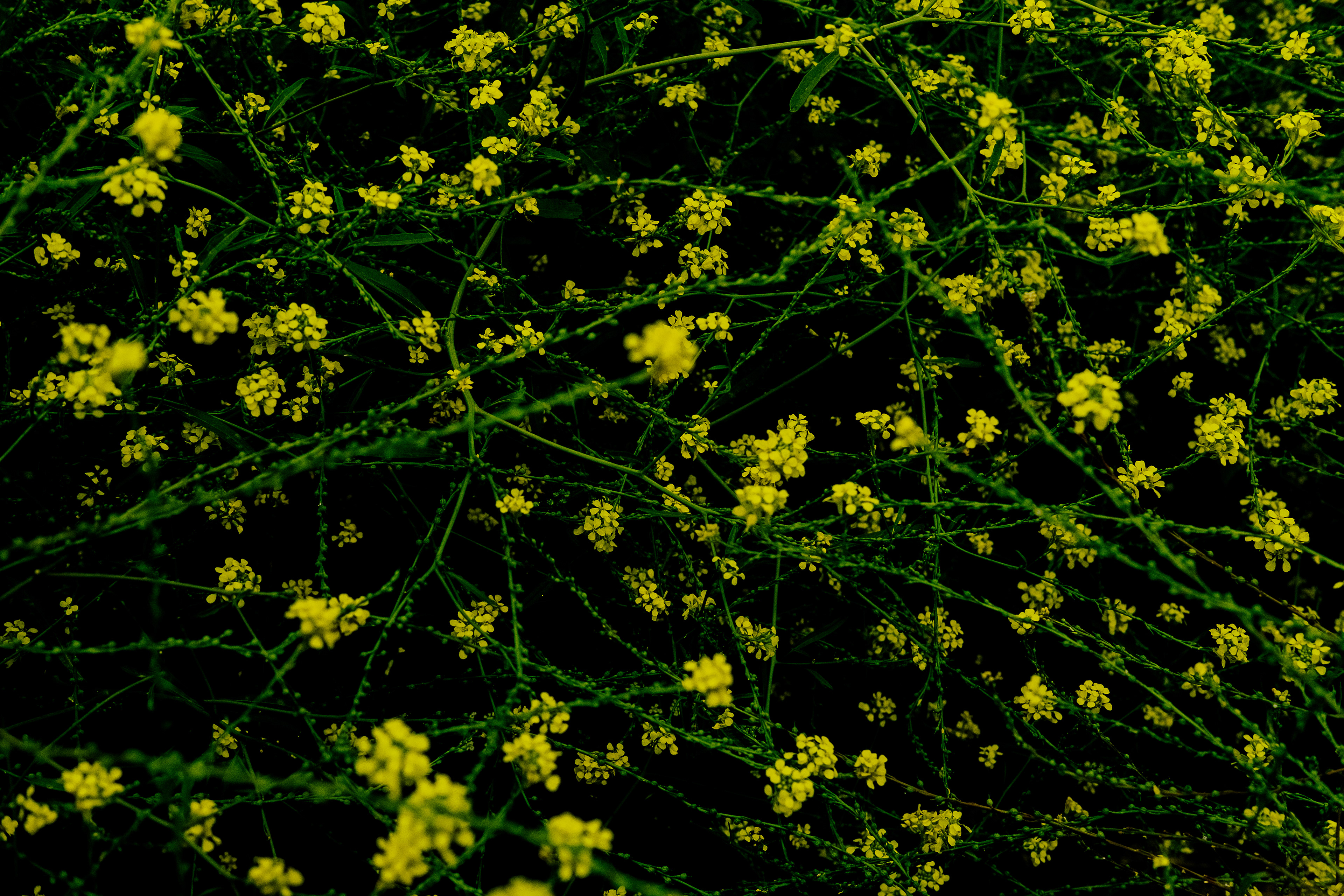 Stems and Petals. Color digital photo.