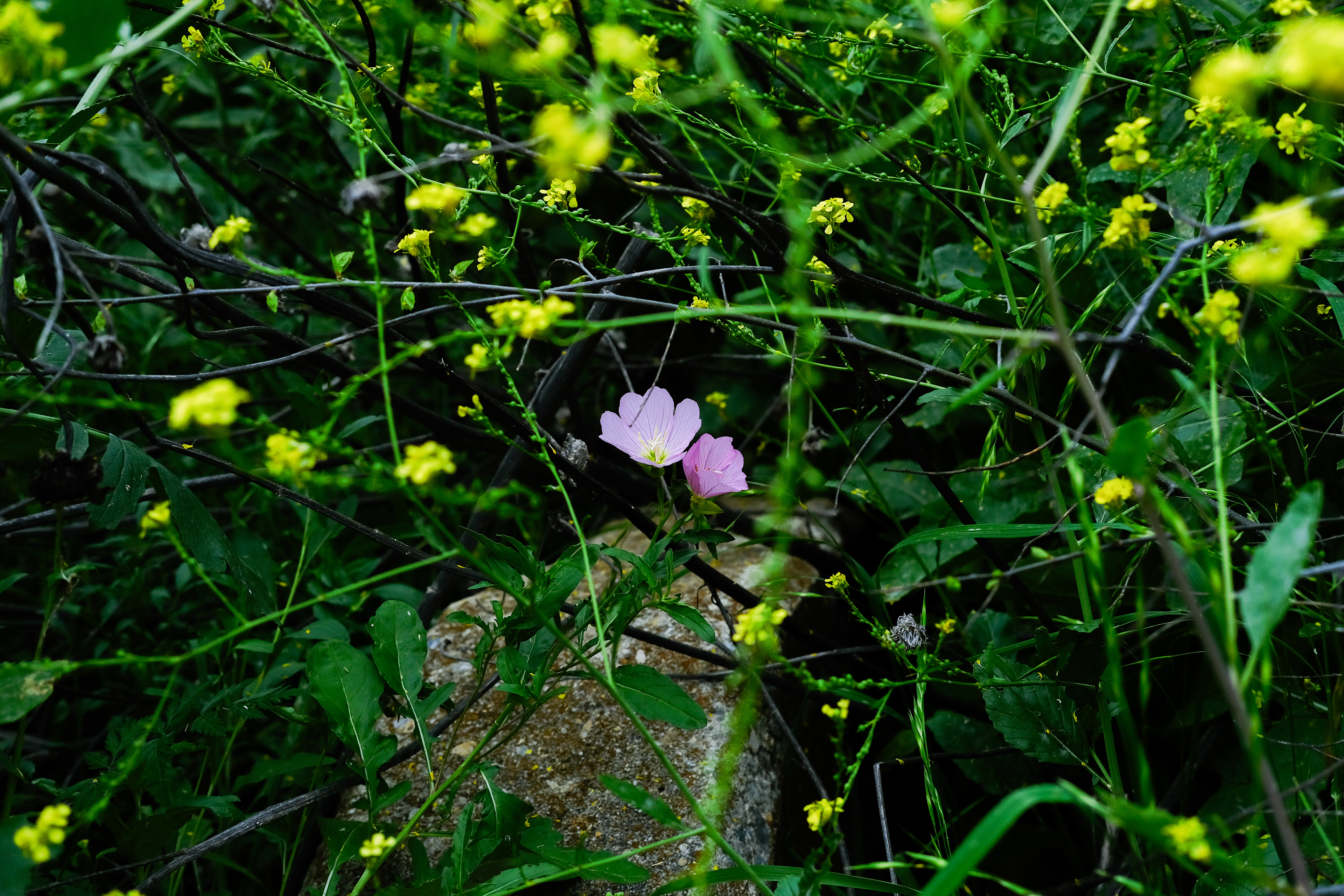 Thorns and Stone. Color digital photo.