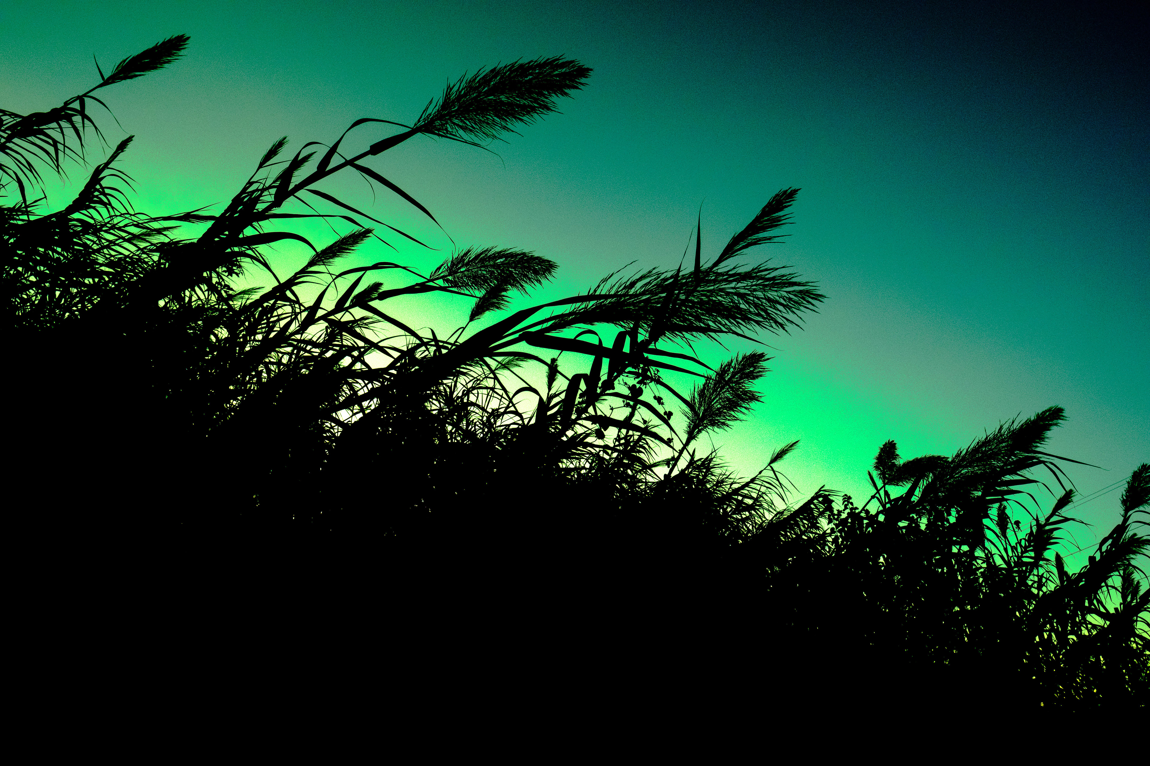 Dusk and wheat - Color Digital Photo