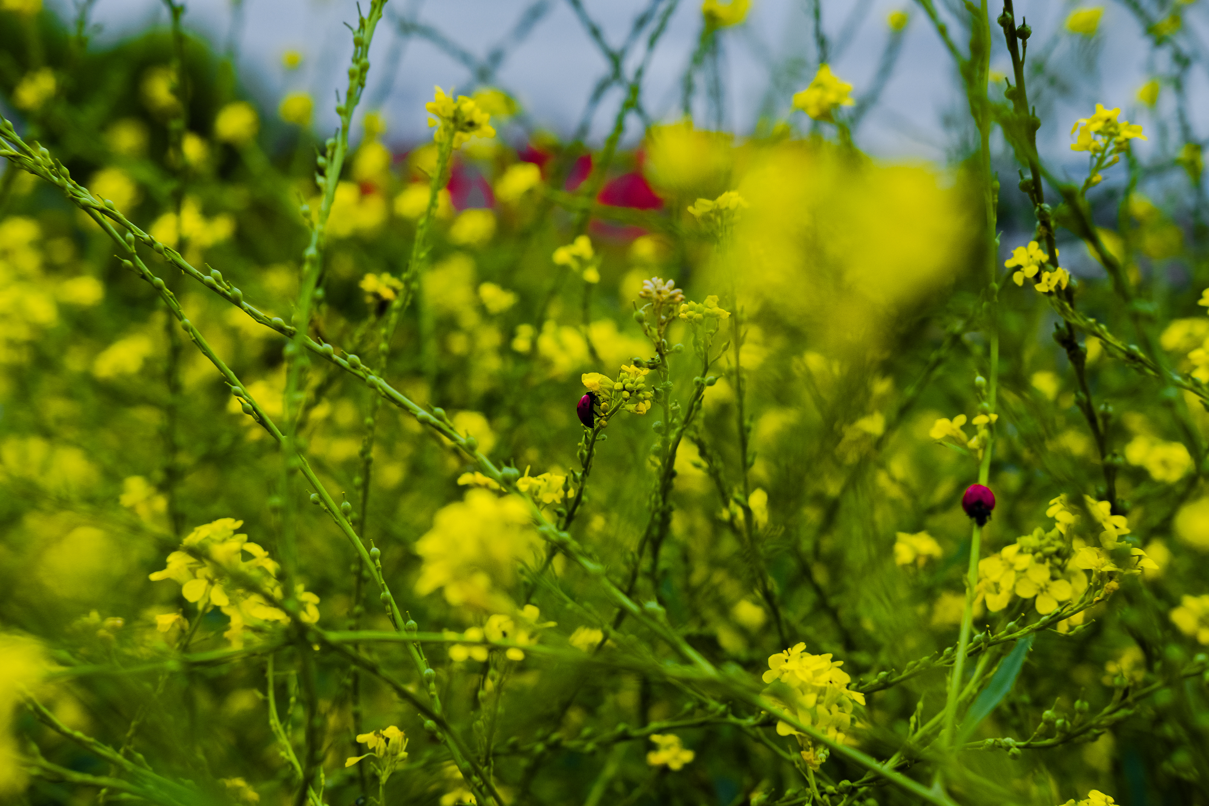 Bugs and Flowers. Color digital photo.