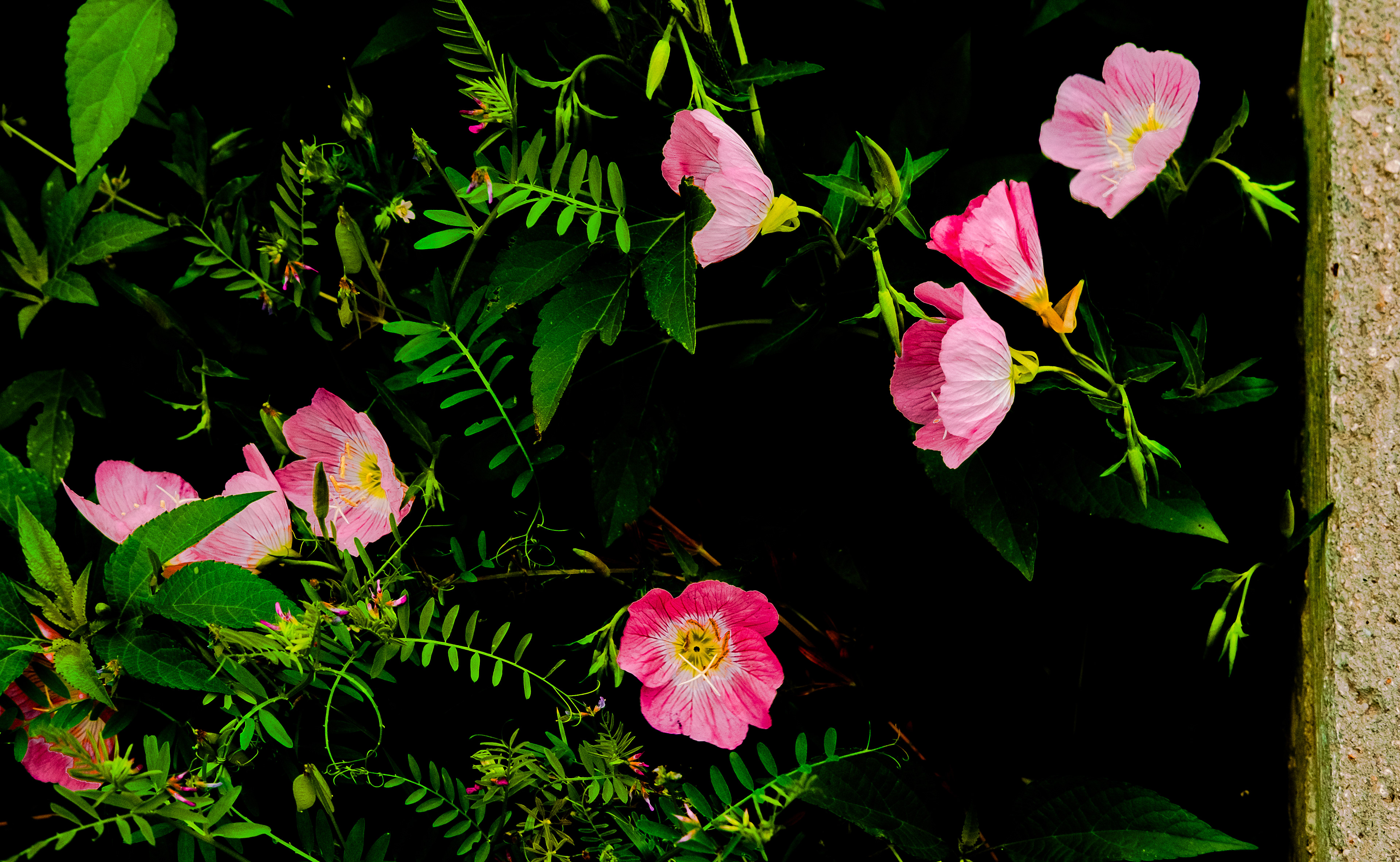 Flowers and Concrete. Color digital photo.