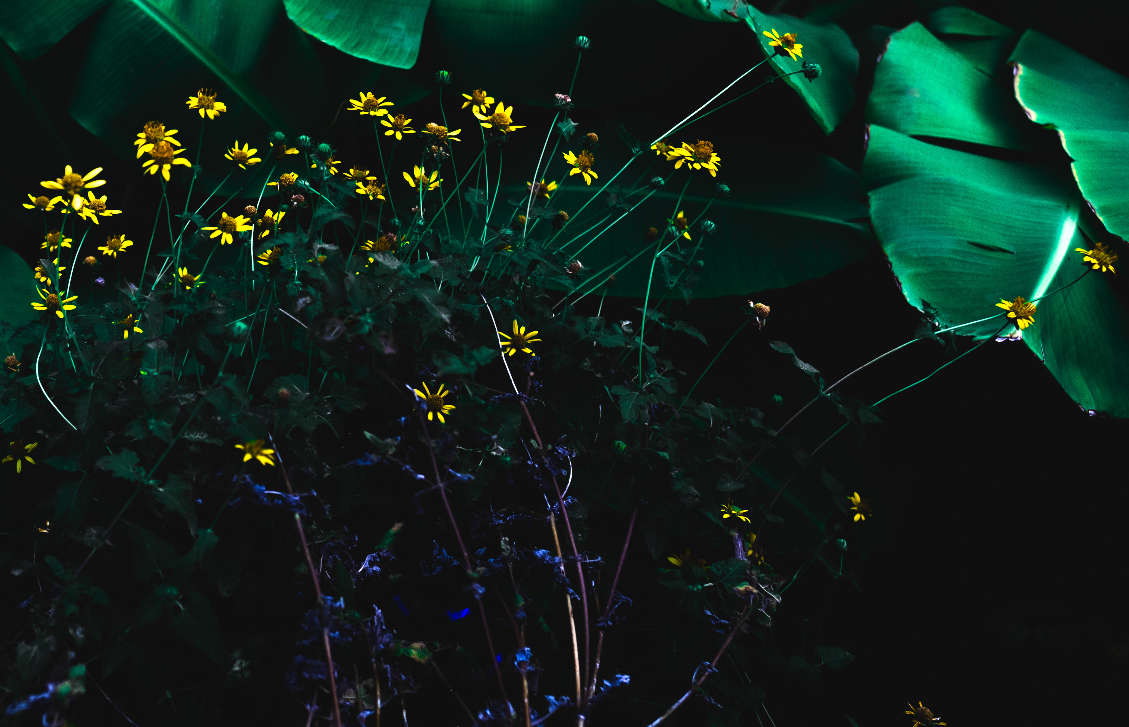 Lily pads and daisys - Color Digital Photo