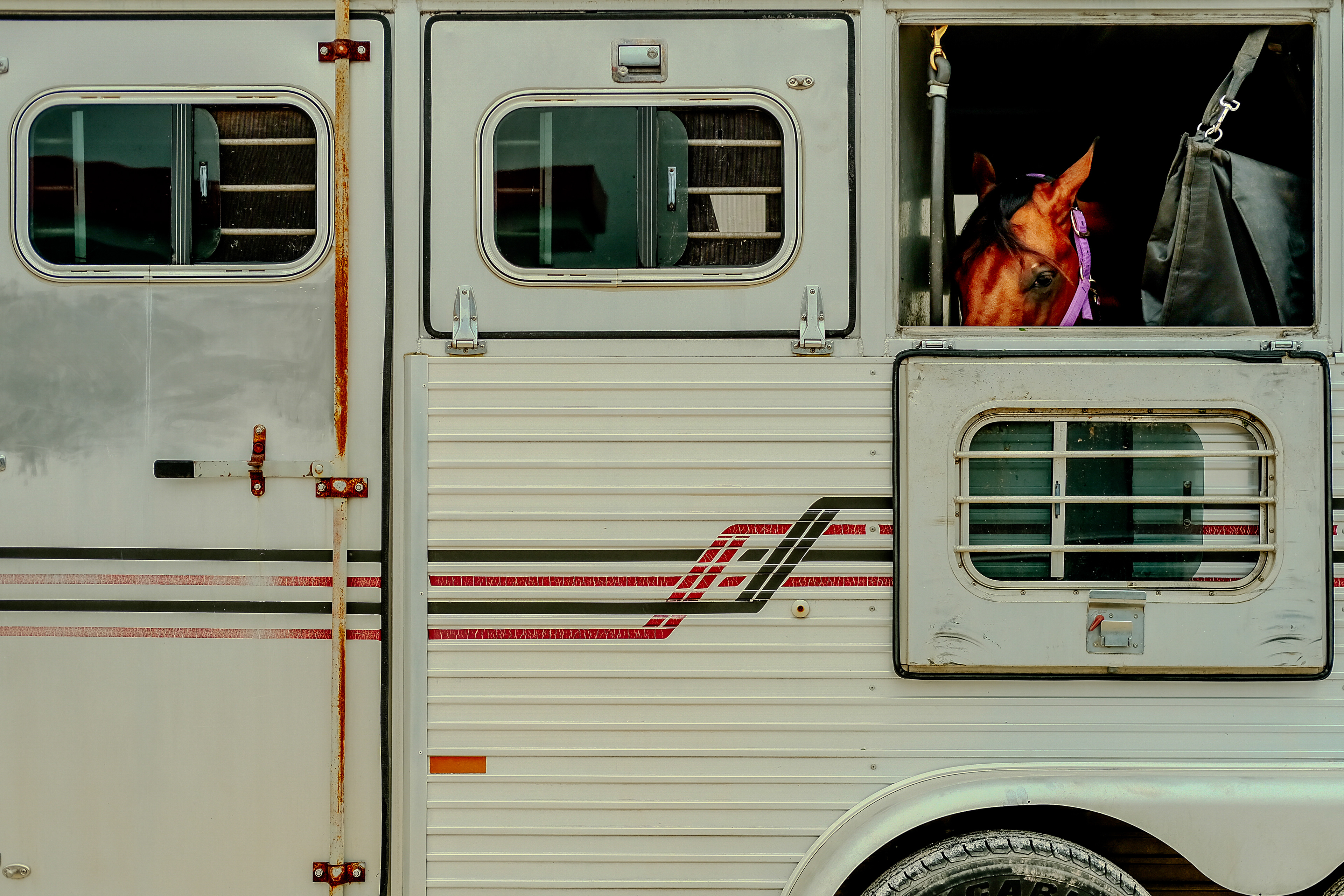 WIndows and Horses. Color digital photo.