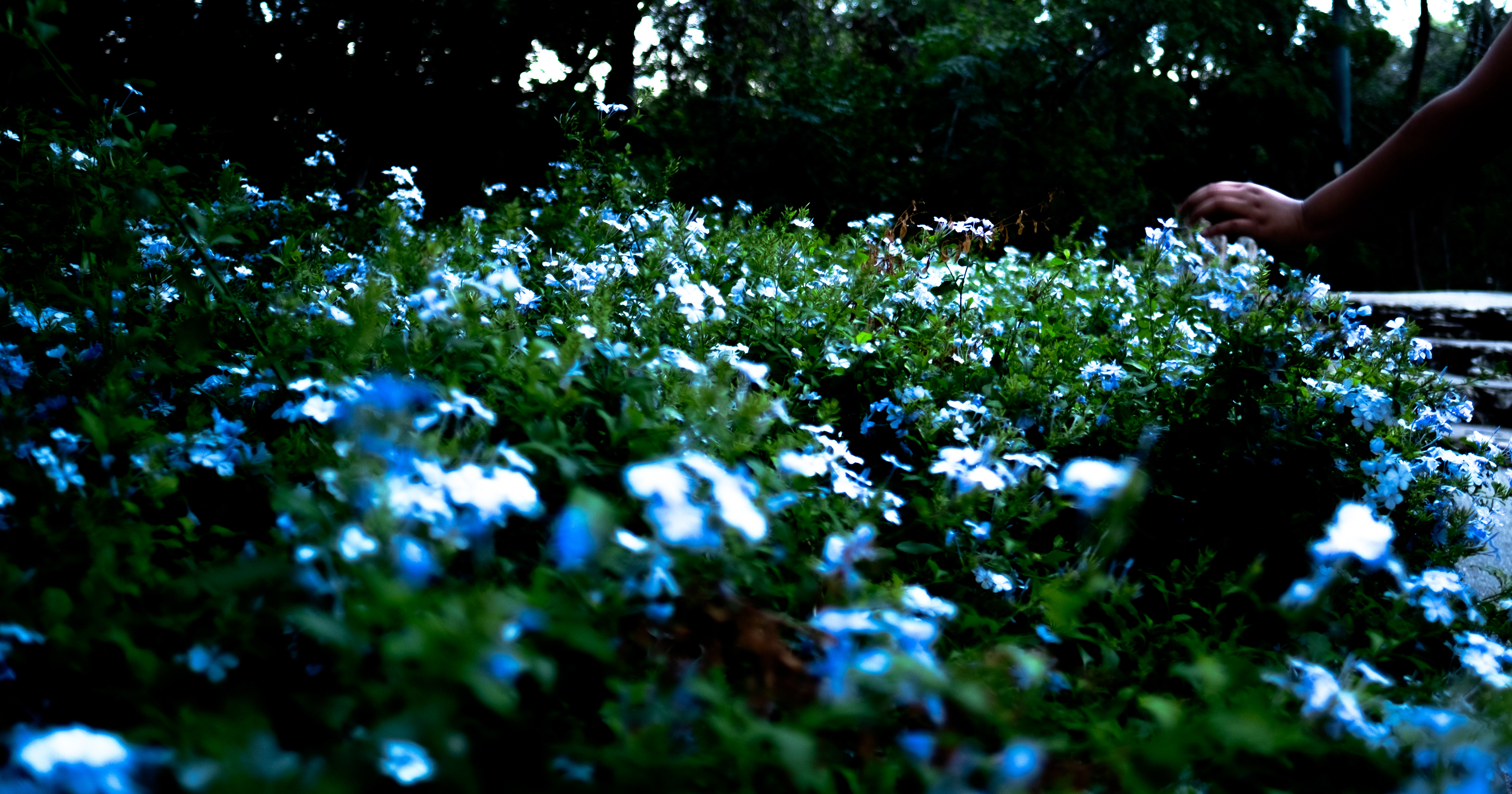 Hand and Flowers - Color Digital Photo