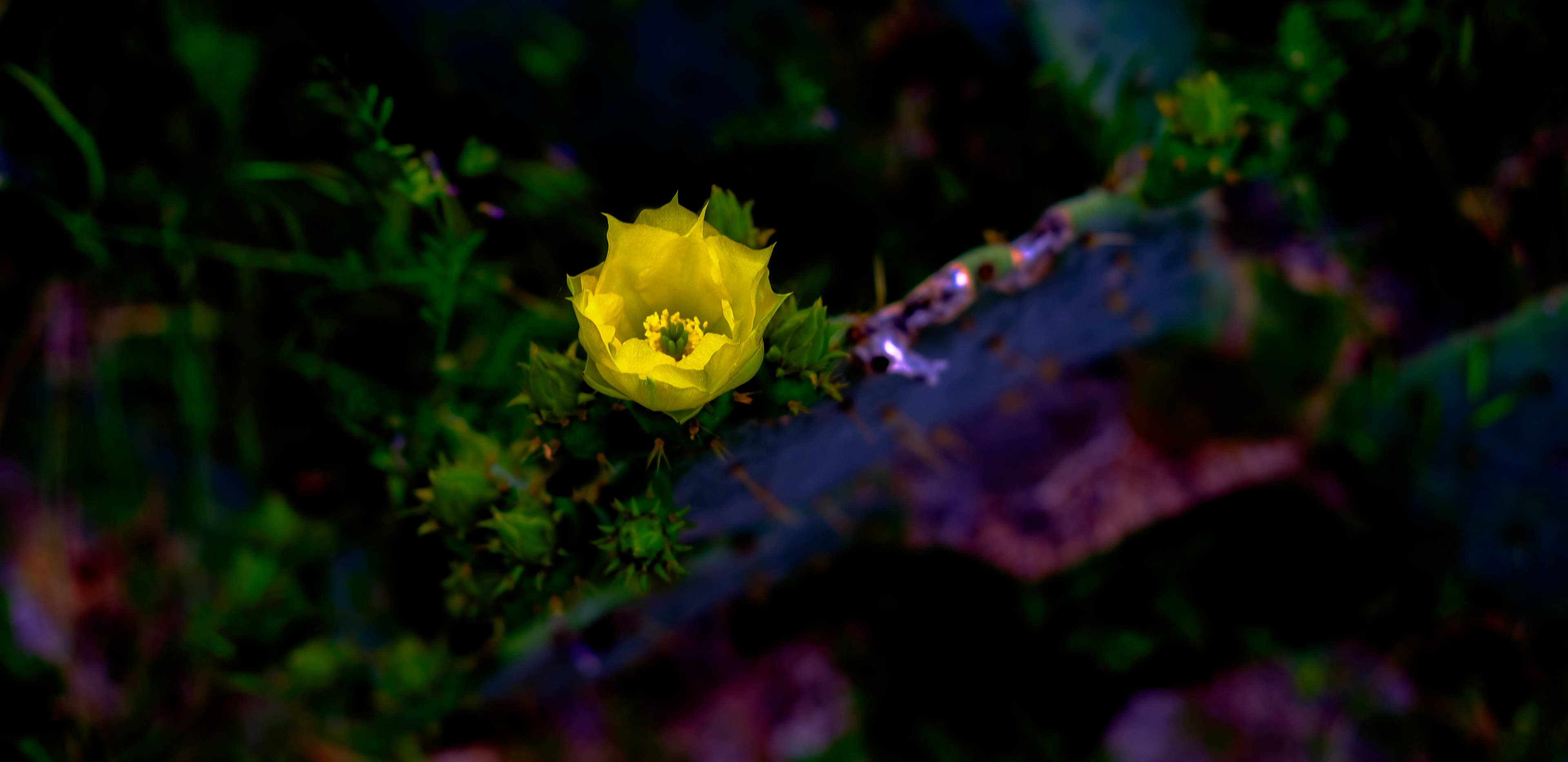 Flower and Cati. Color digital photo.