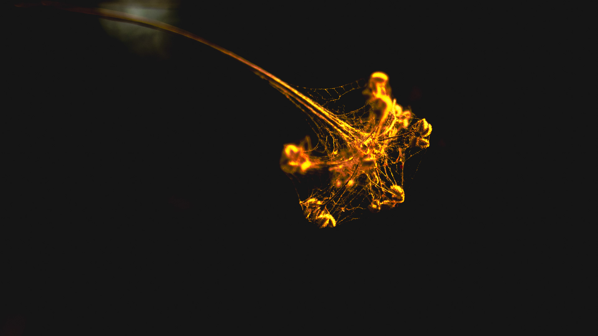FLOWERS AND COBWEBS- Color Digital Photo