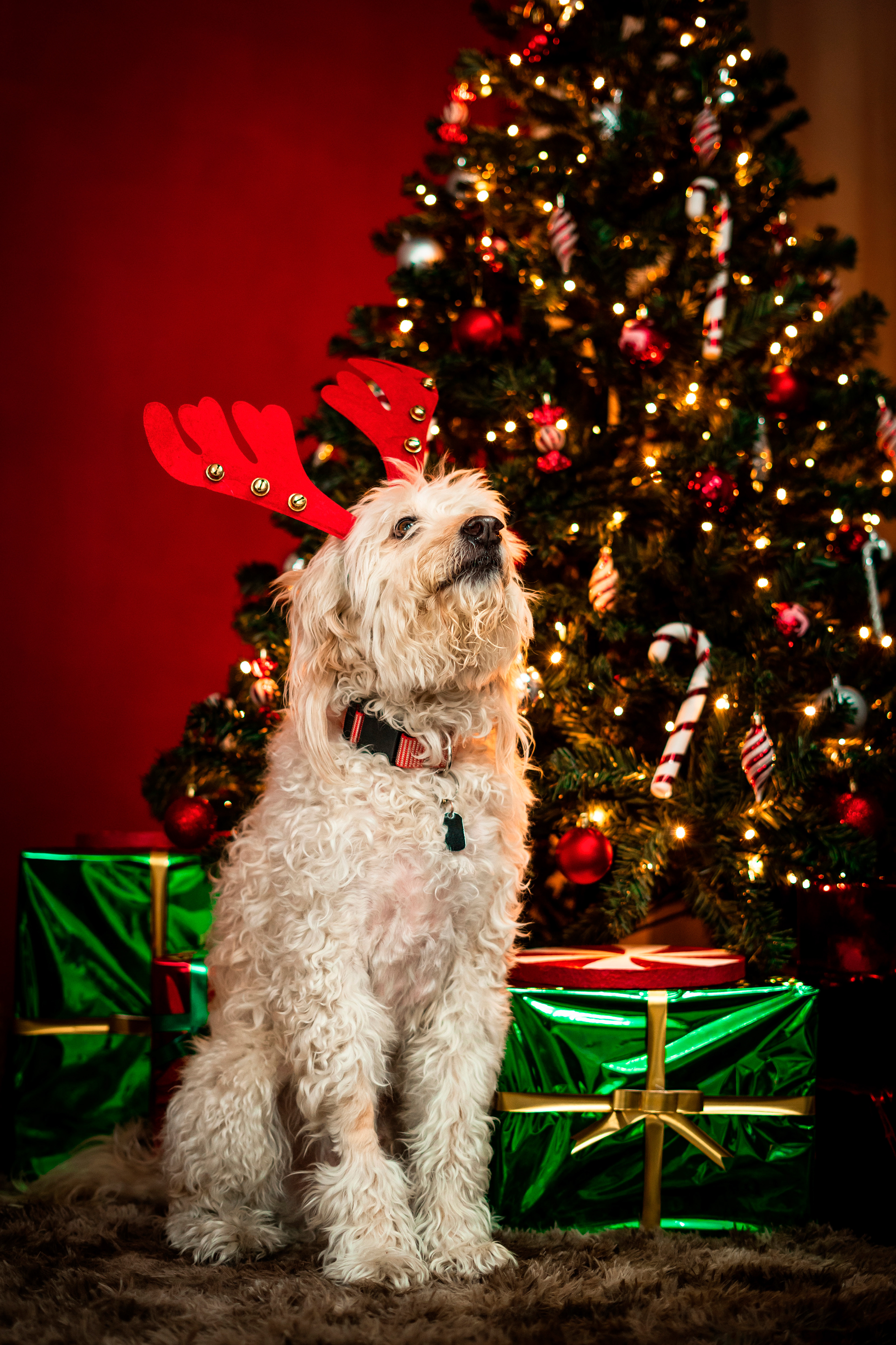 Rabito - Set navideño