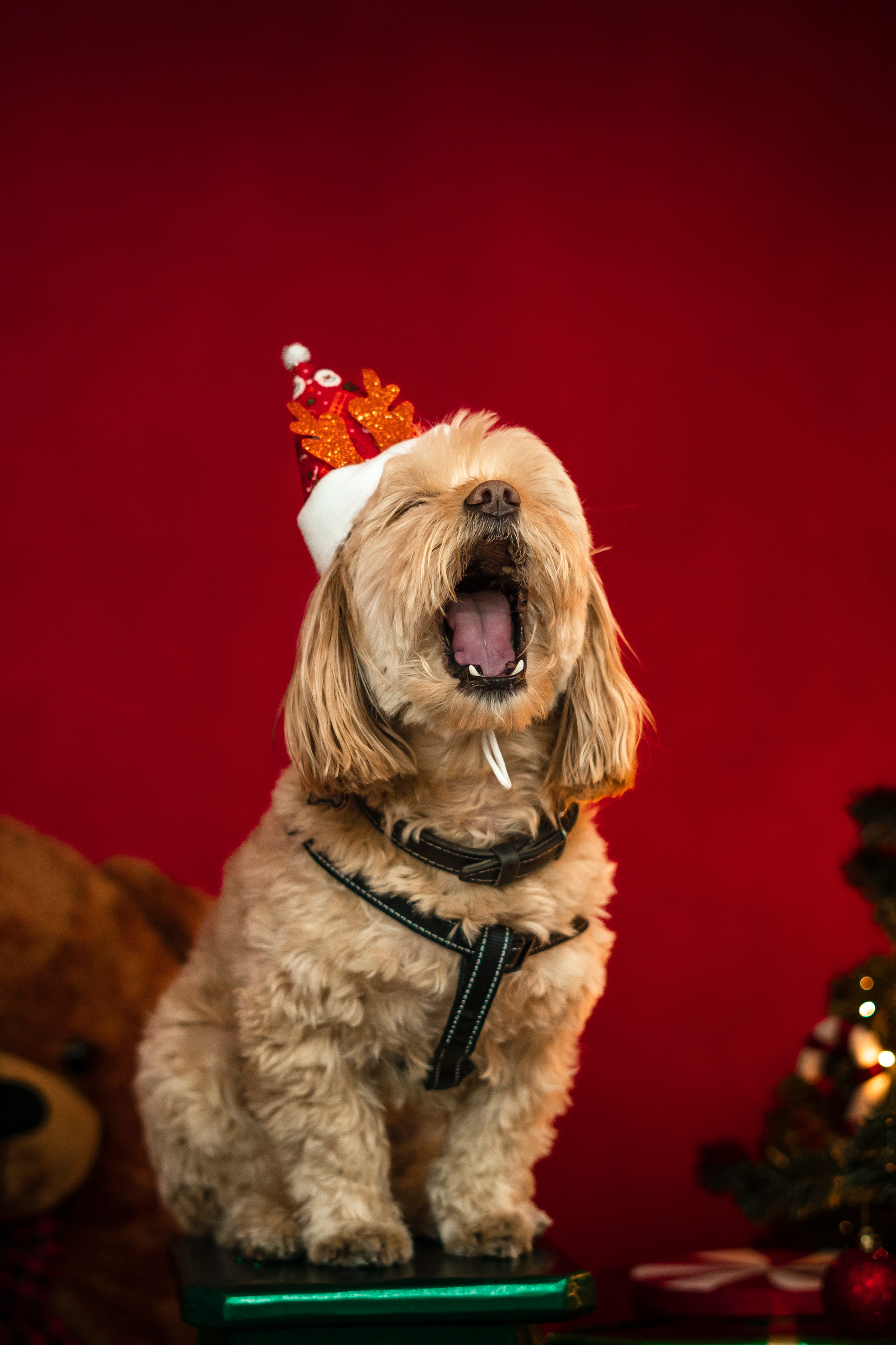 Aragog - Set navideño