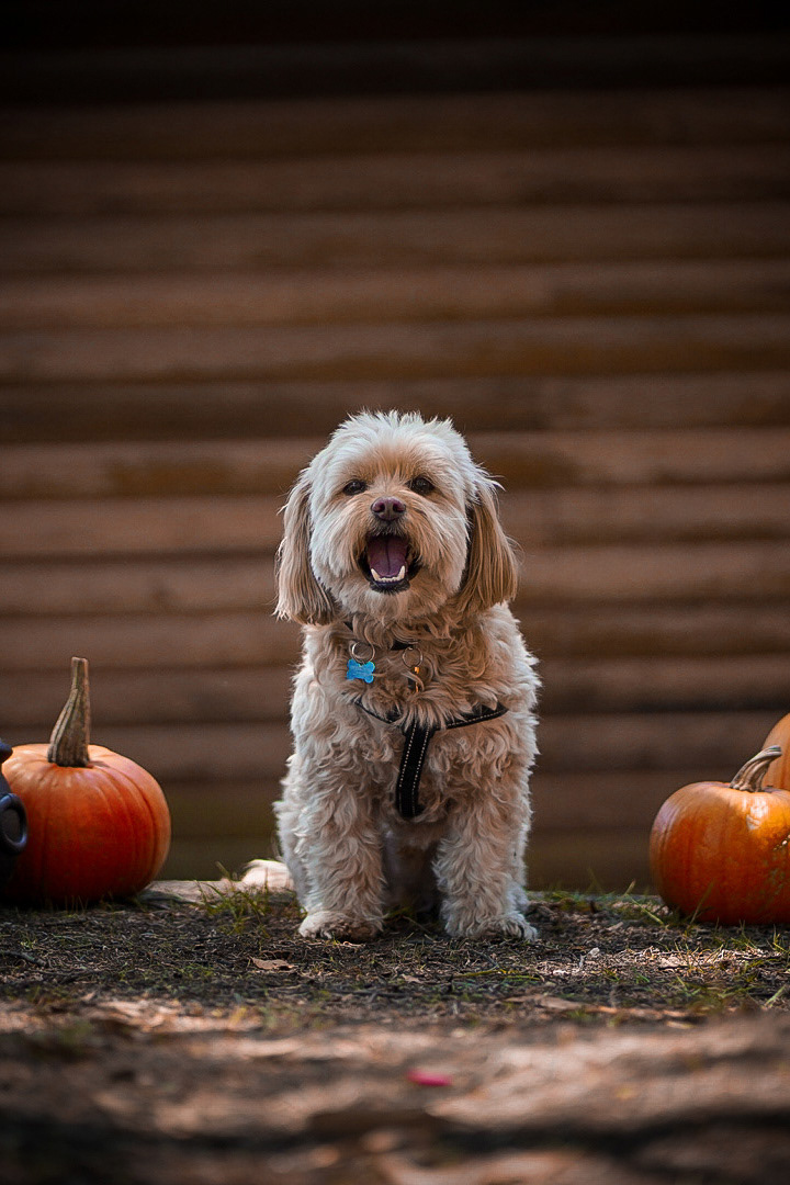 Aragog - Set de Halloween