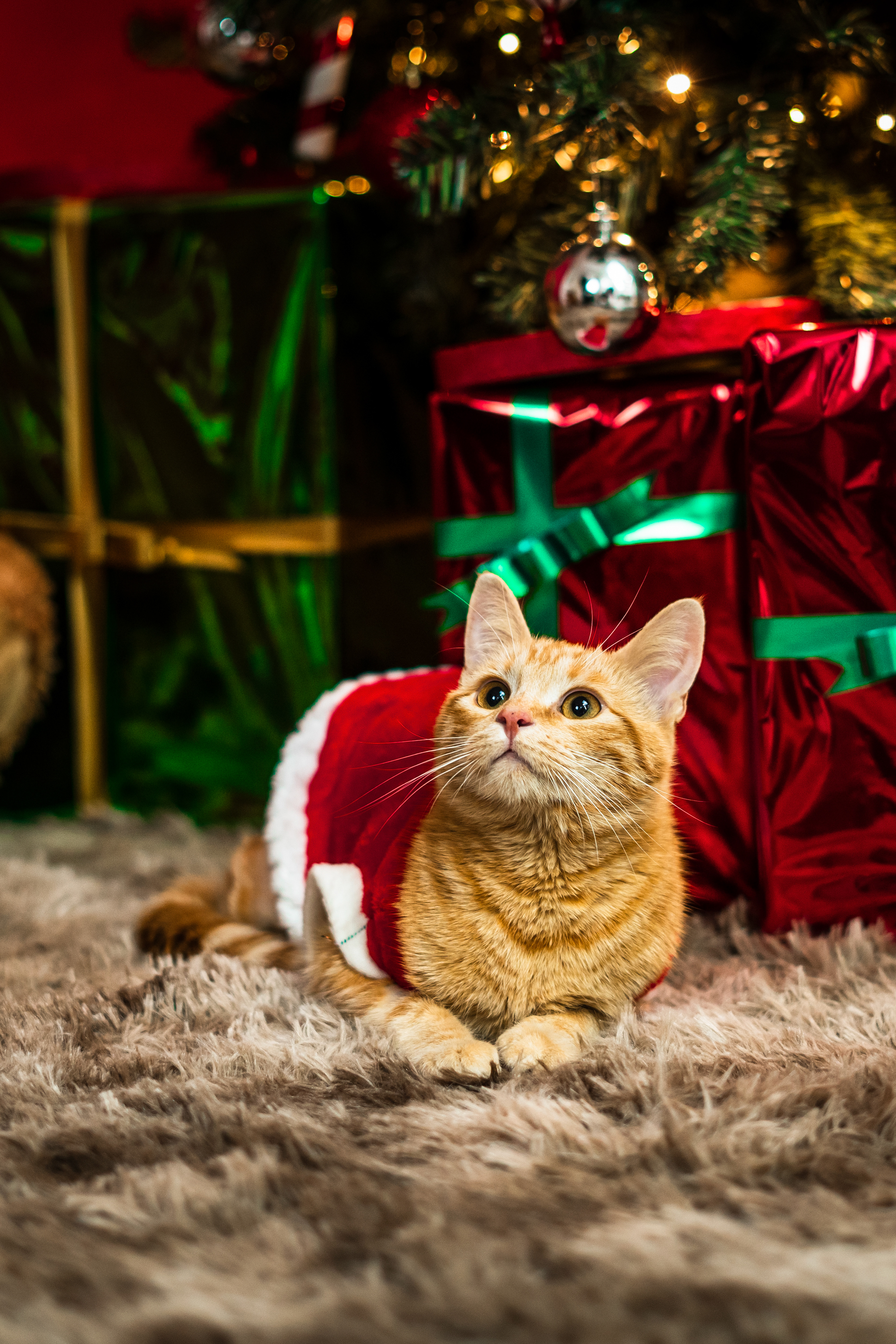 Honey - Set navideño