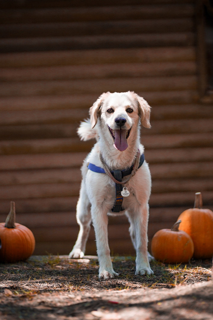 Benji - Set de Halloween