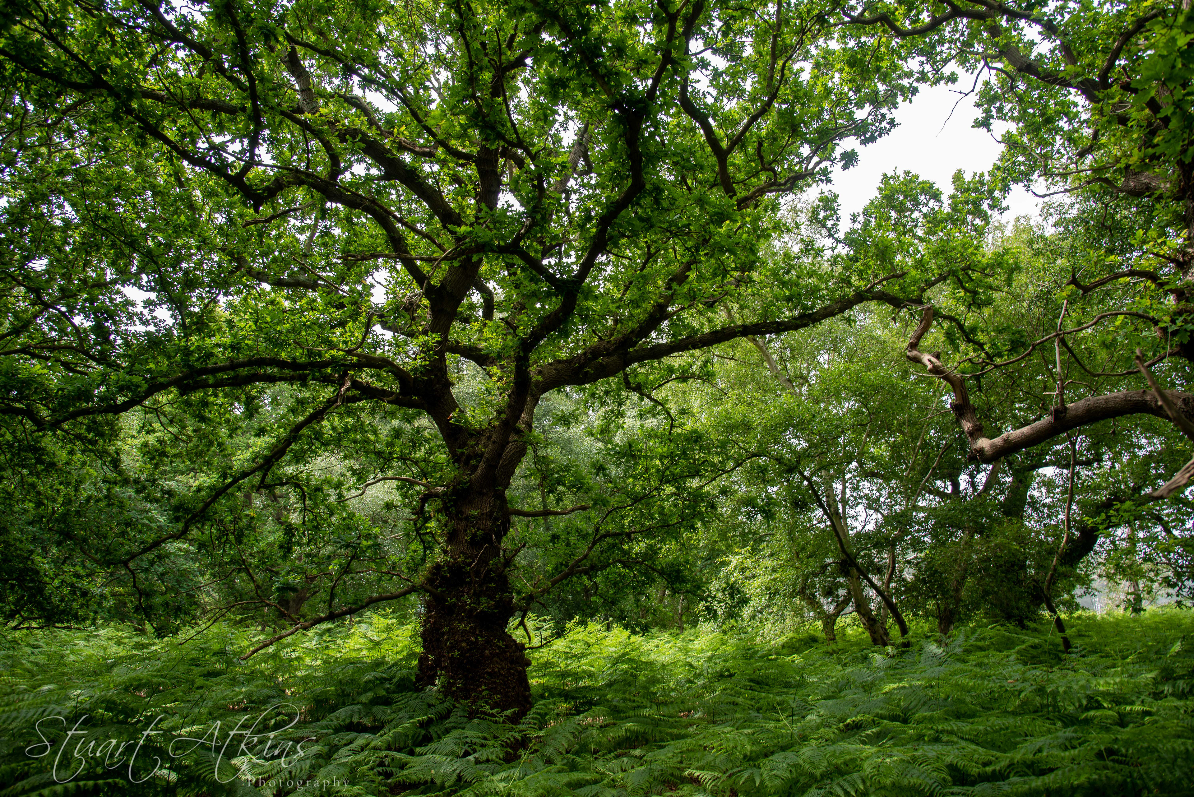Captain's Wood, Sudbourne