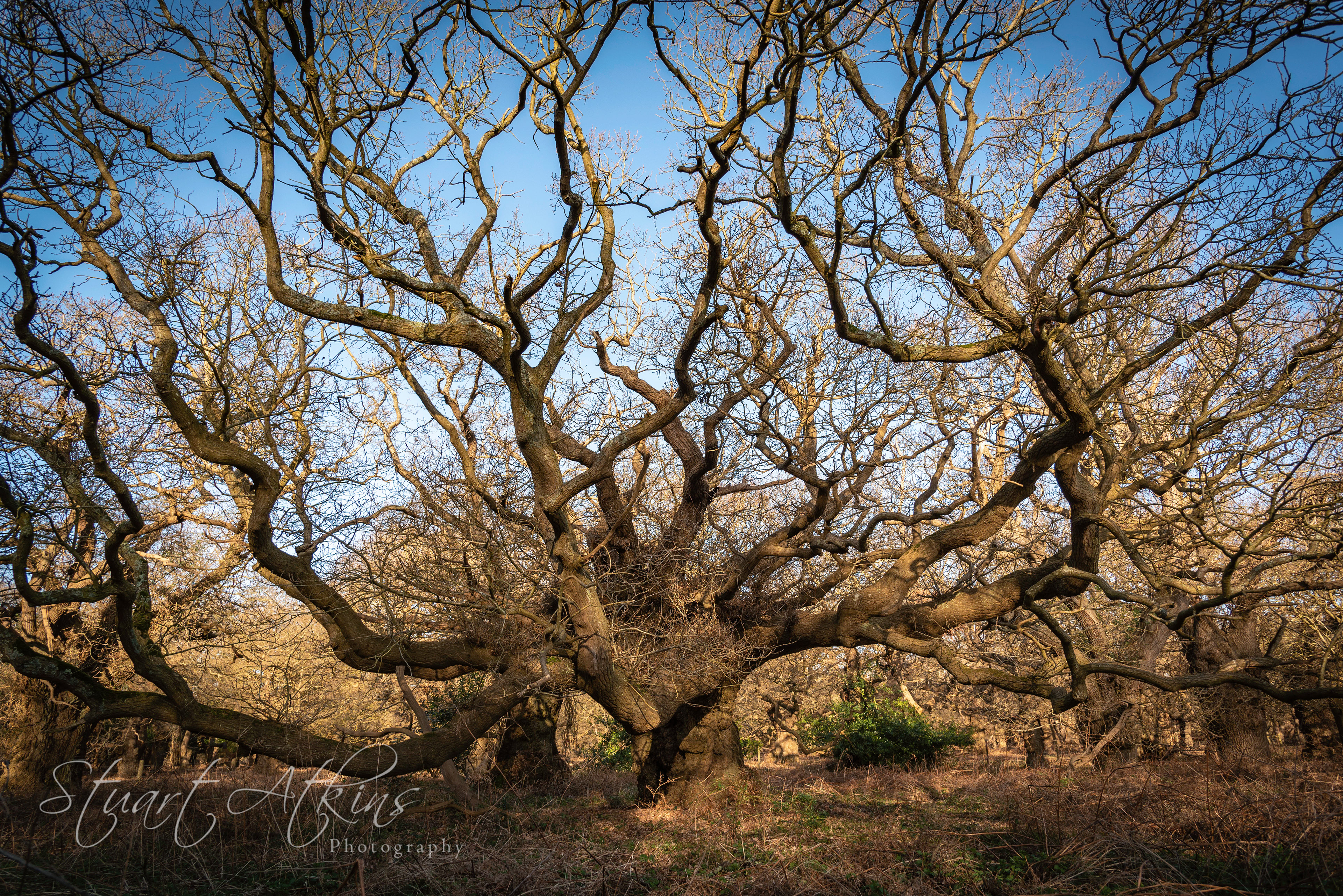 Staverton Thicks