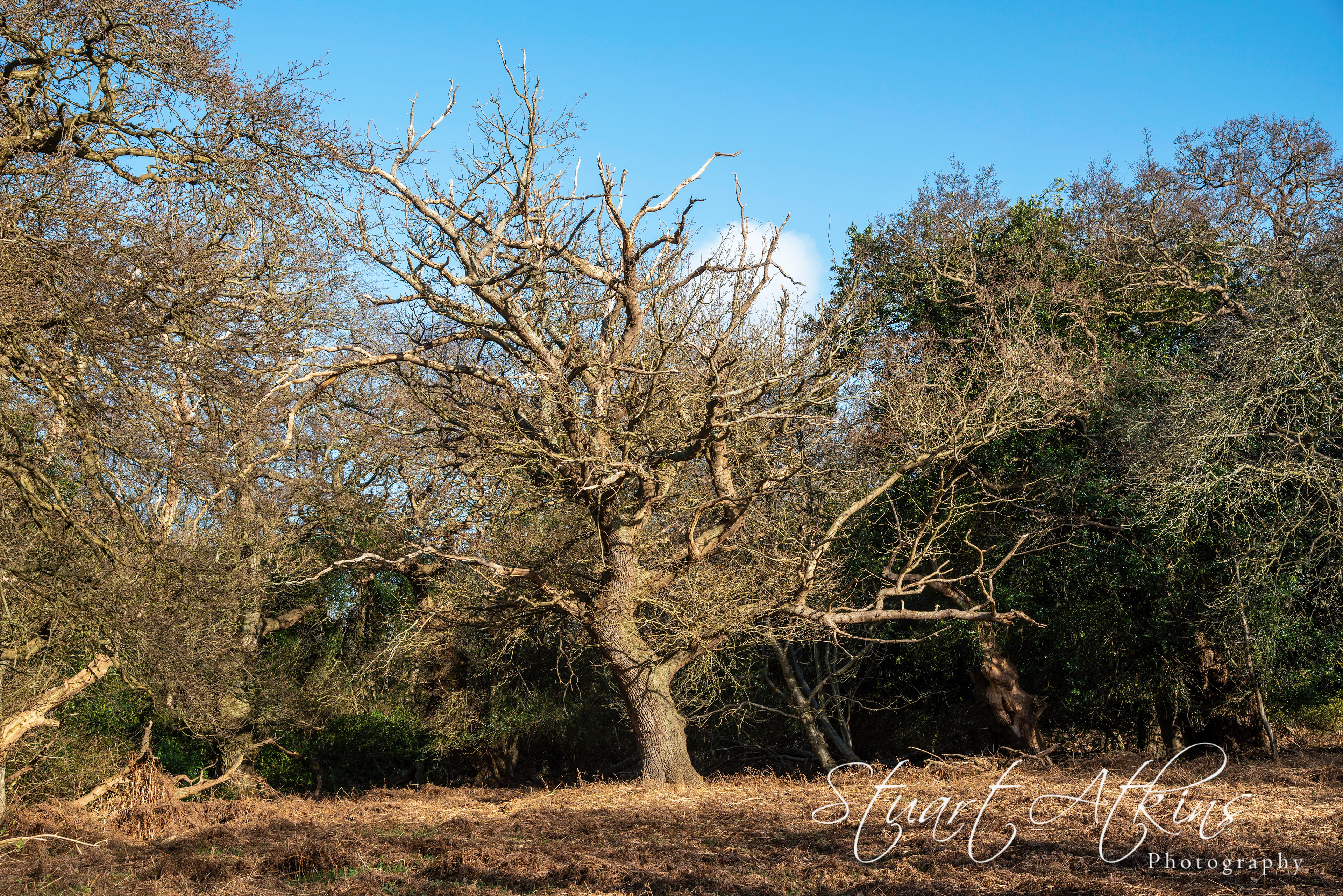 Staverton Thicks