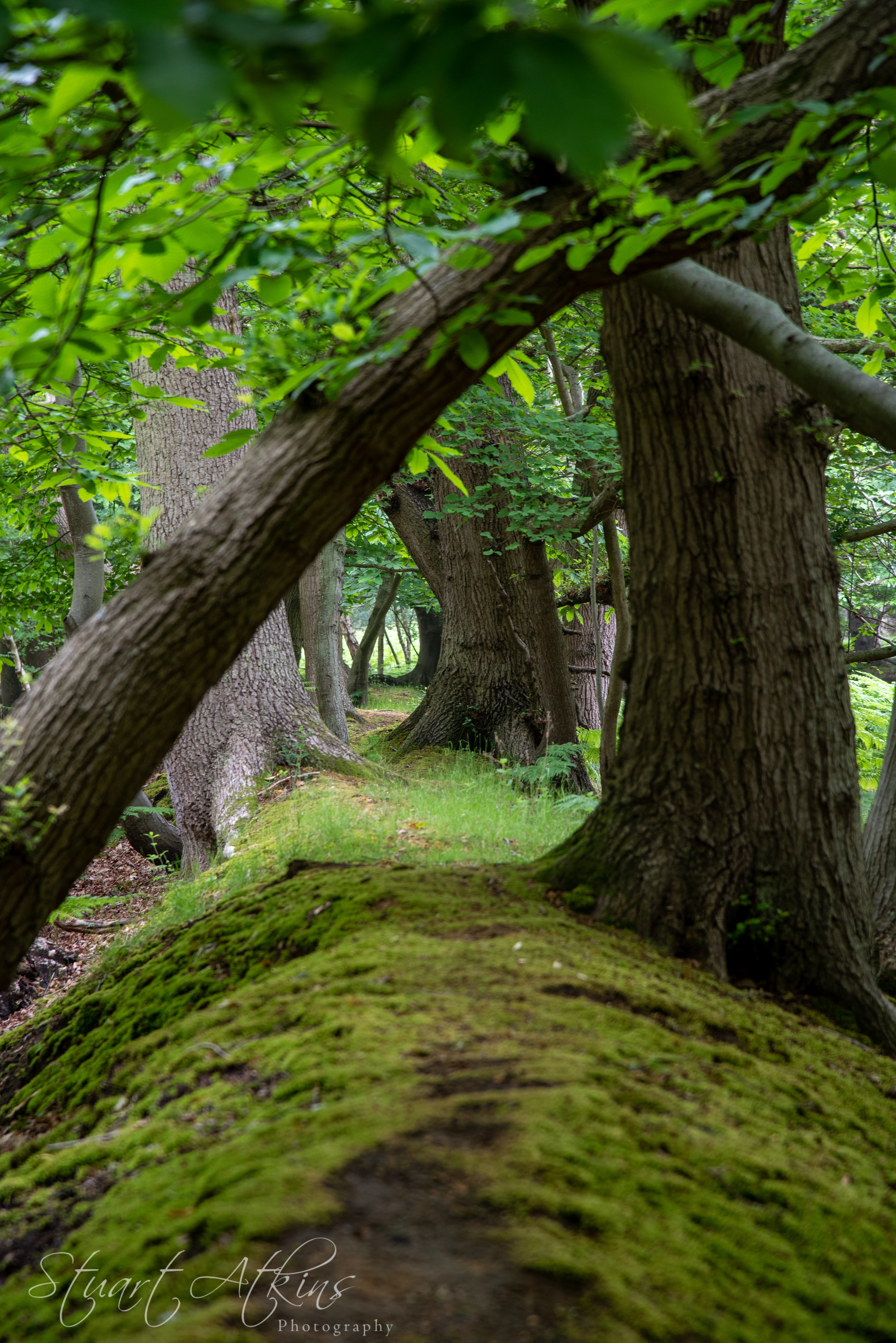 Captain's Wood, Sudbourne