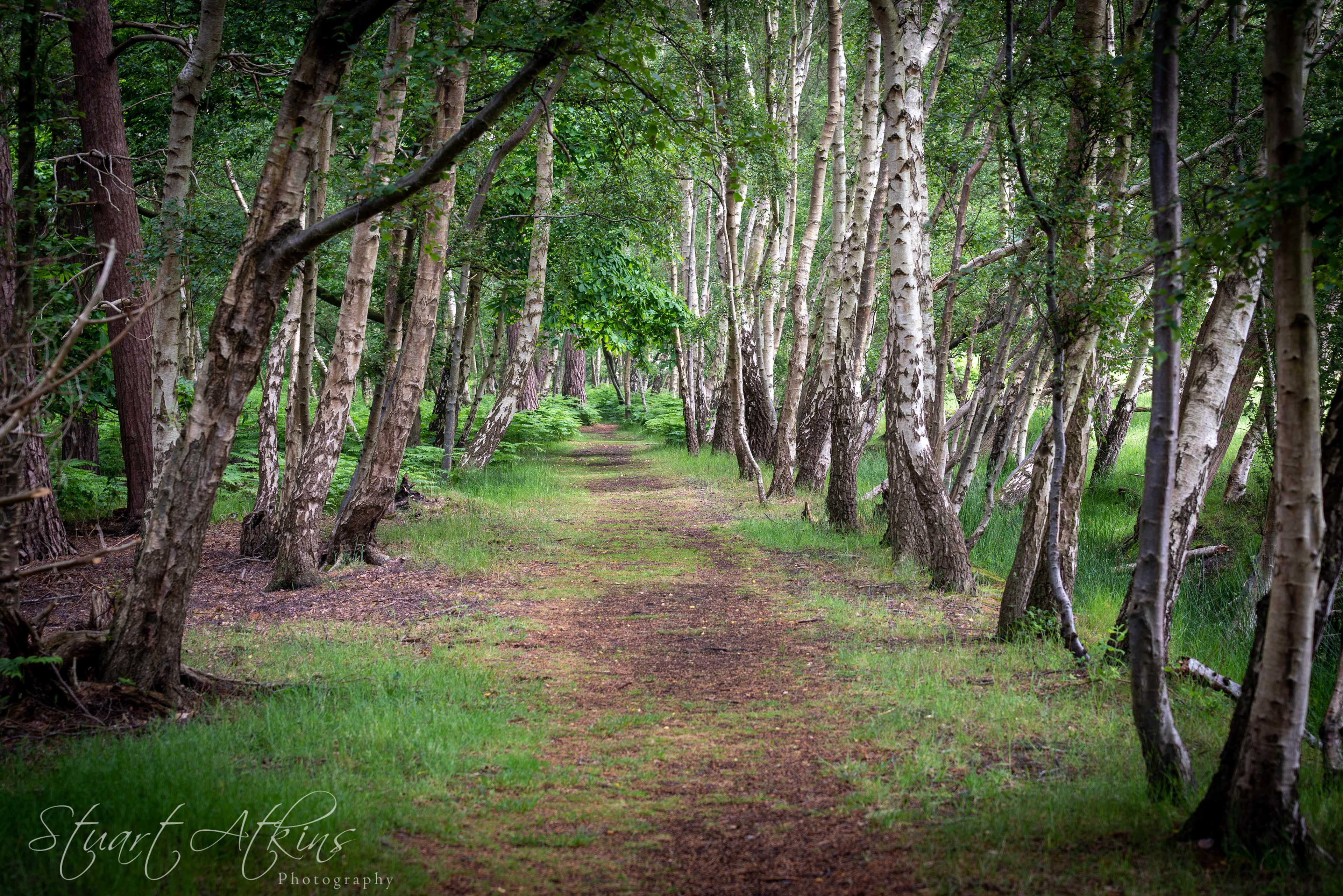 Captain's Wood, Sudbourne