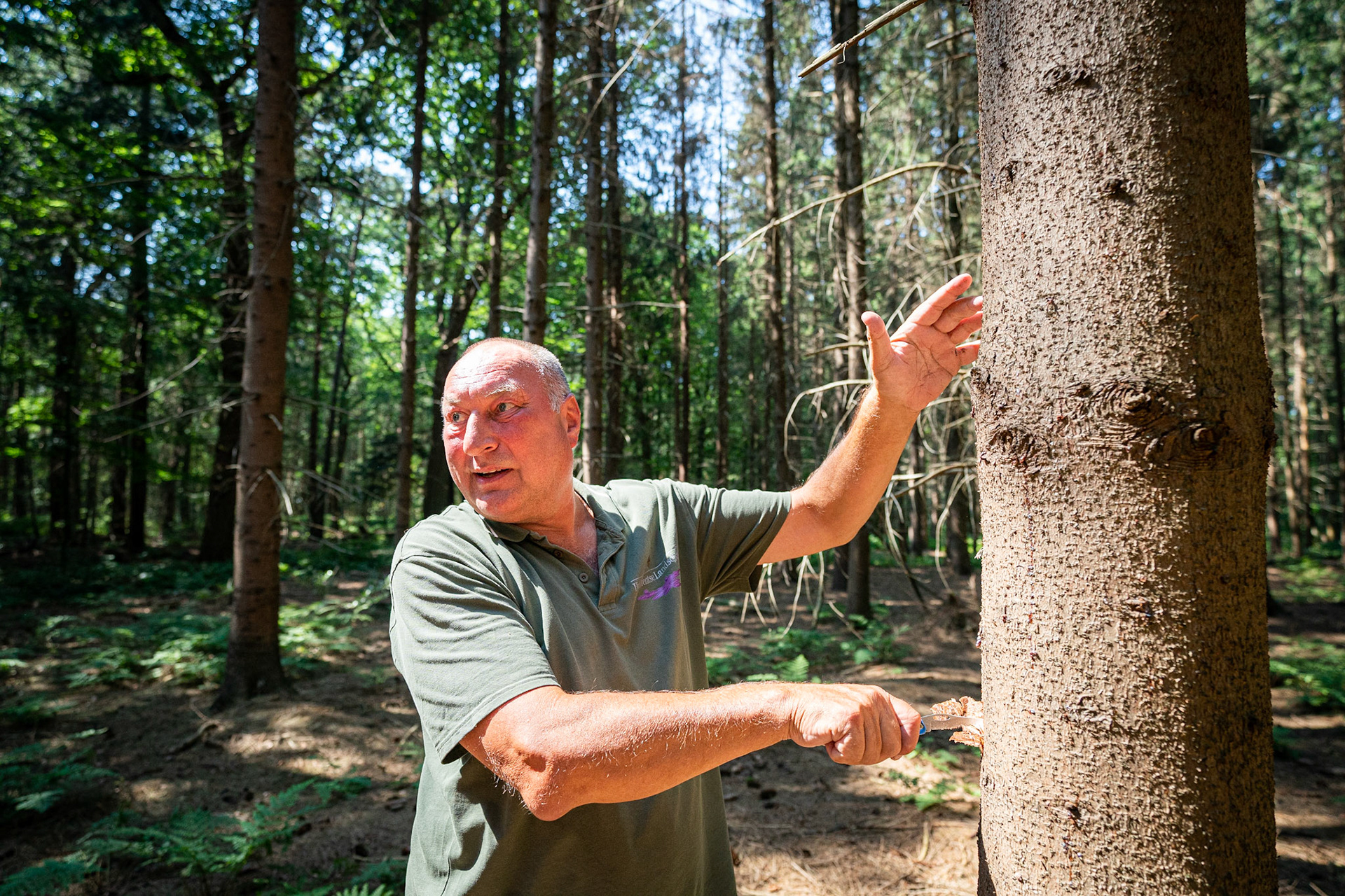 Assen: Letterzetterkever sloopt Asser bos. Jantinus Dokter. JASPAR MOULIJN