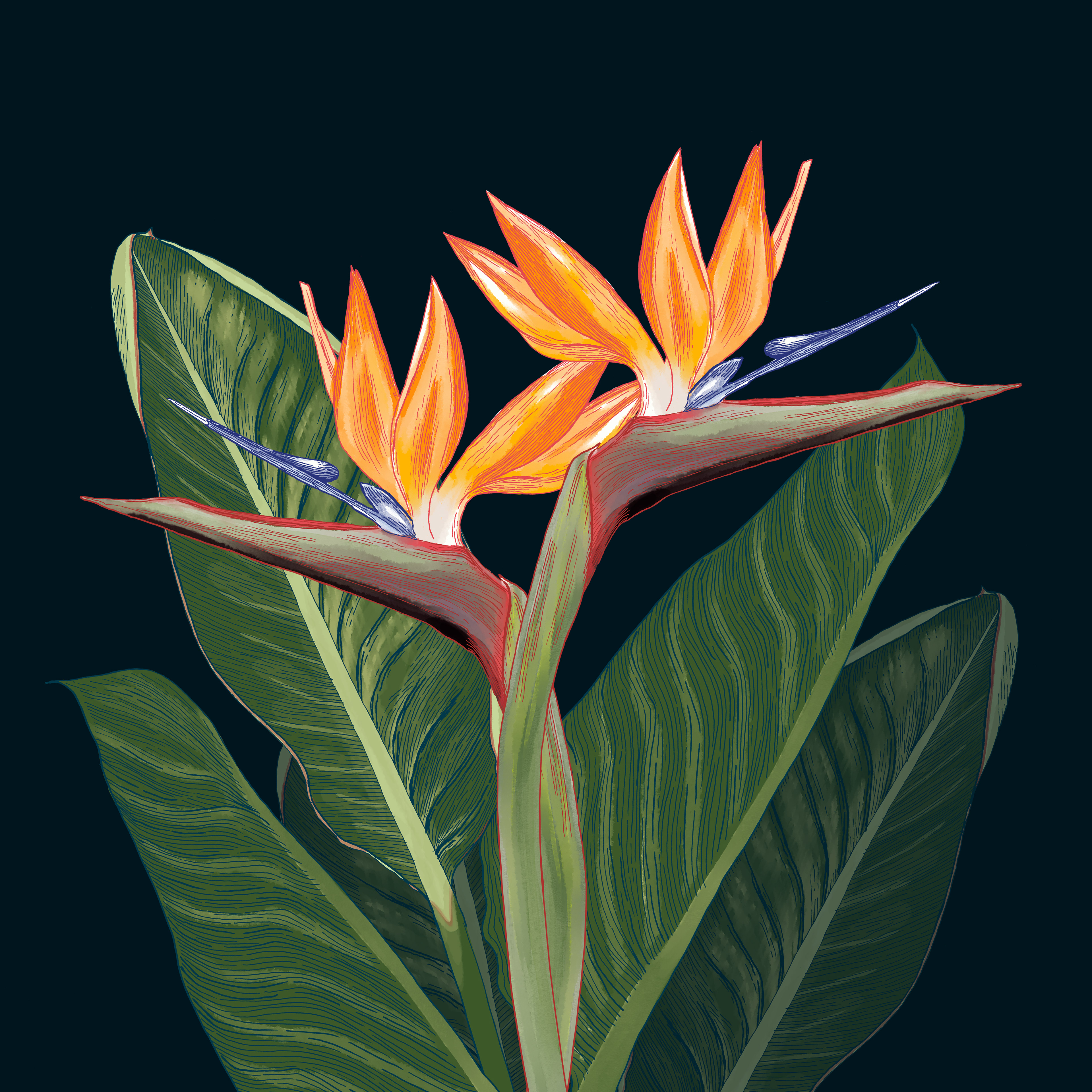 Portfolio of Amy-Jean Hahndiek - Strelitzia Illustration