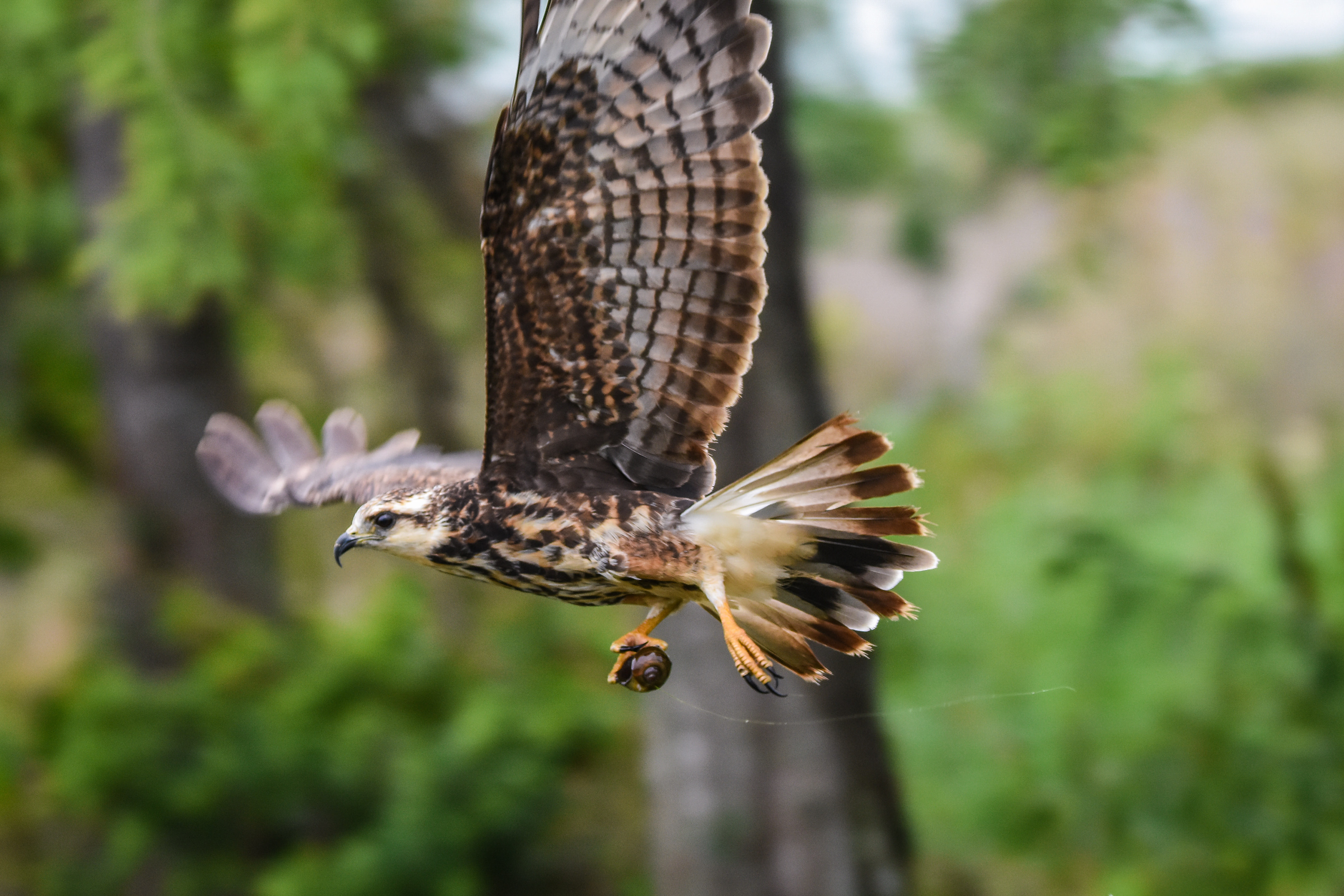 Snail Kite