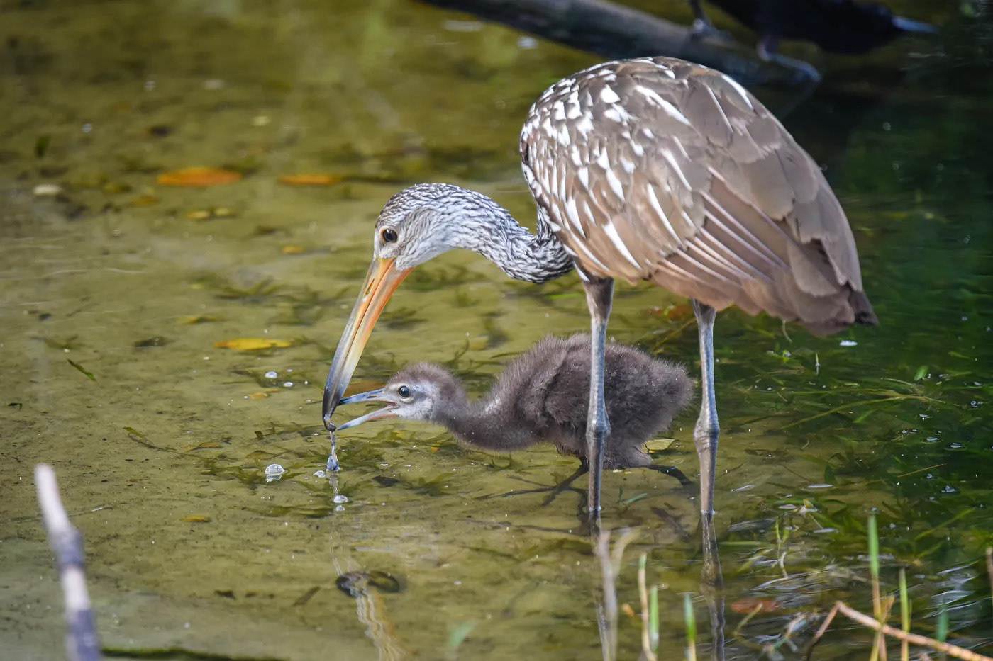 Limpkin