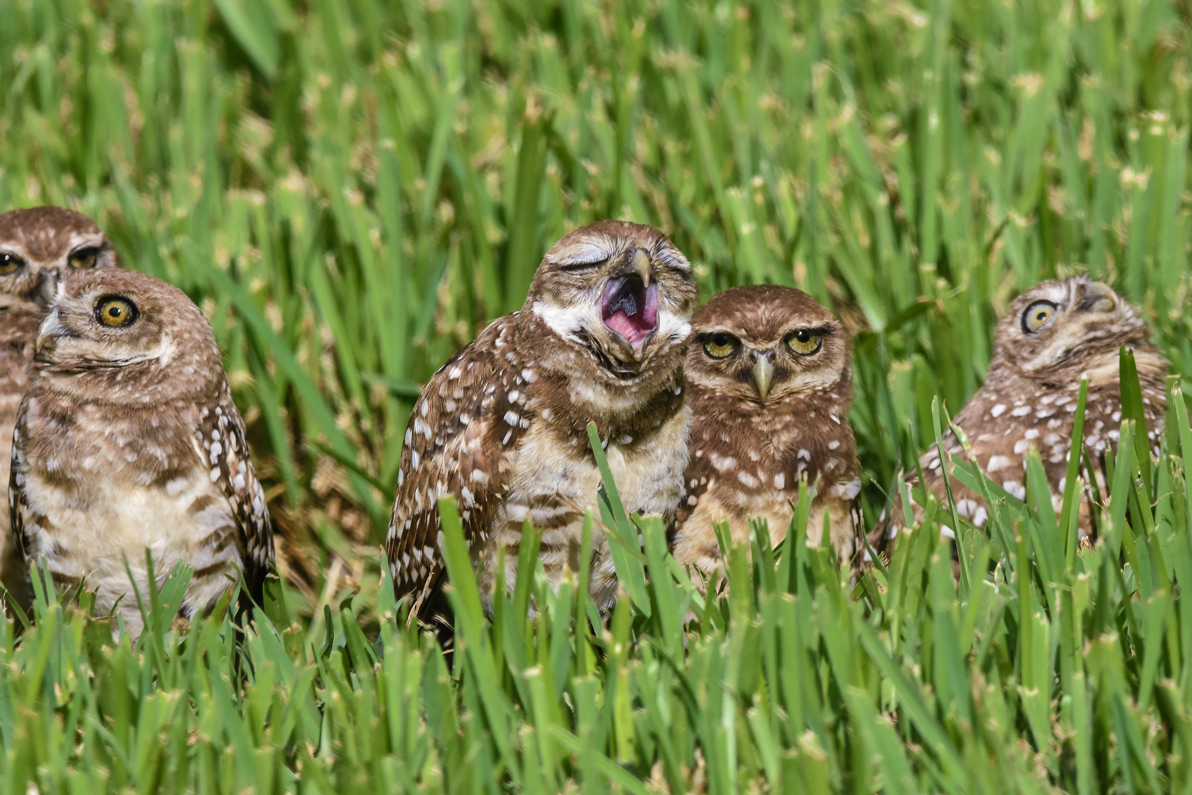Burrowing Owl