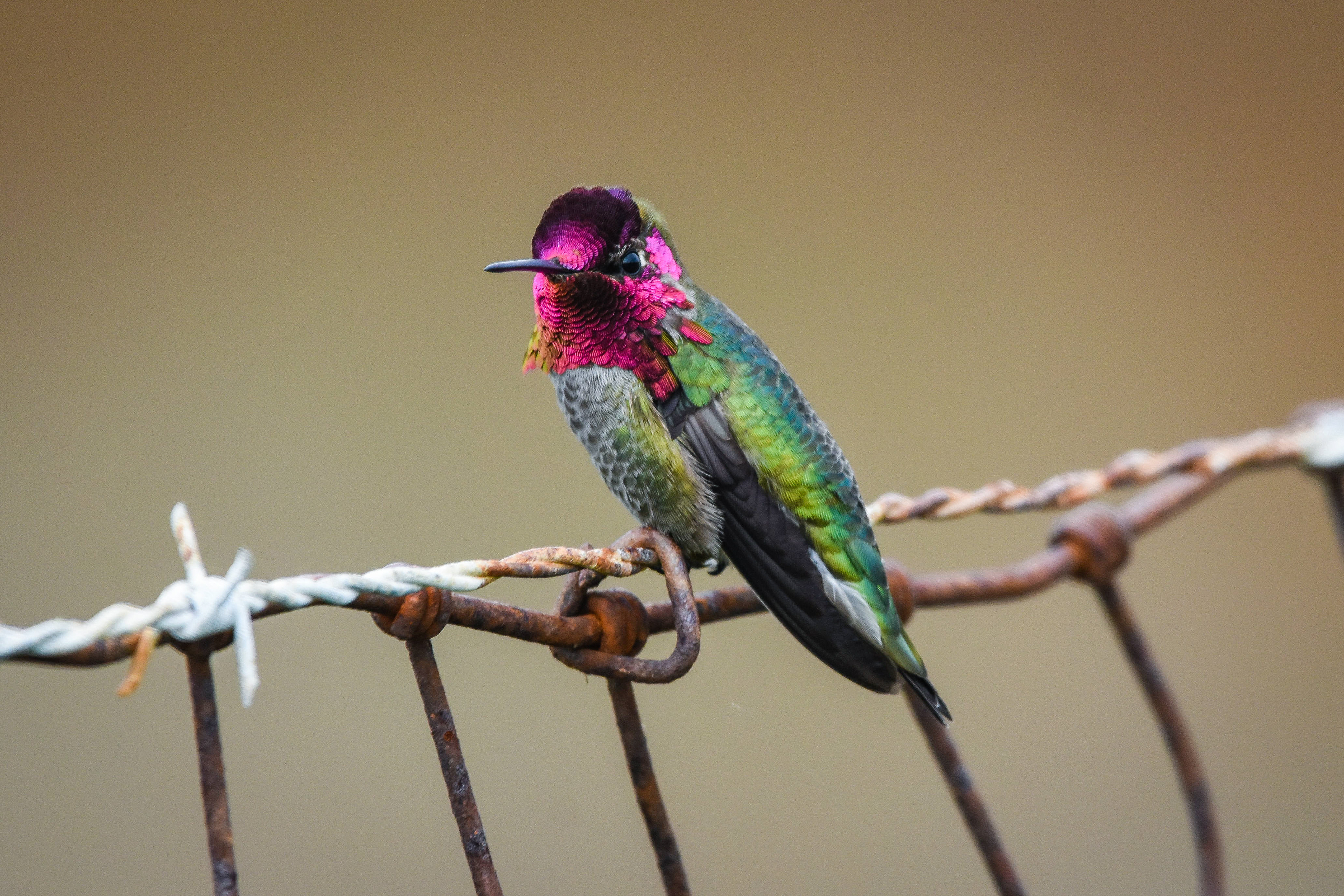 Anna's Hummingbird