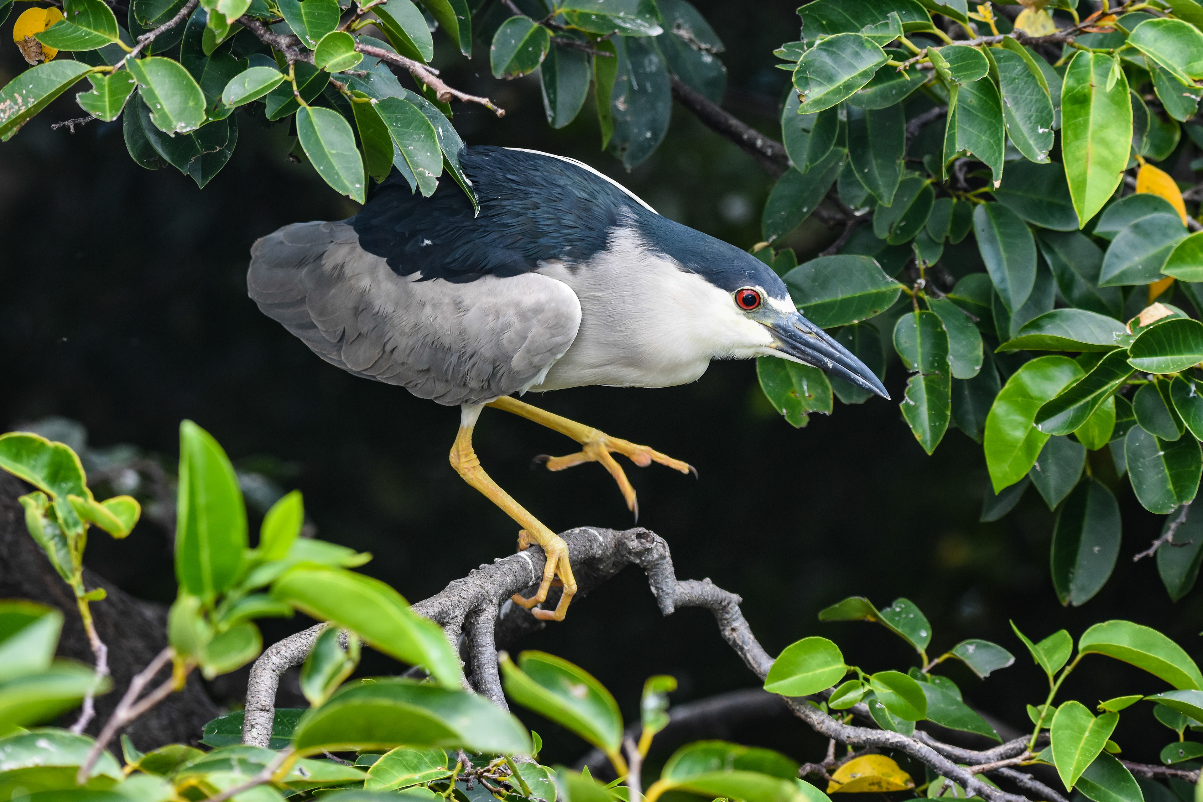 Black-crowned Night-Heron