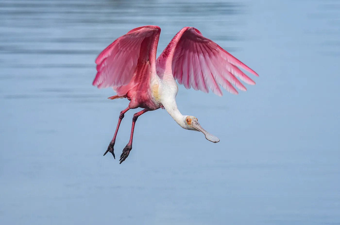 Roseate Spoonbill