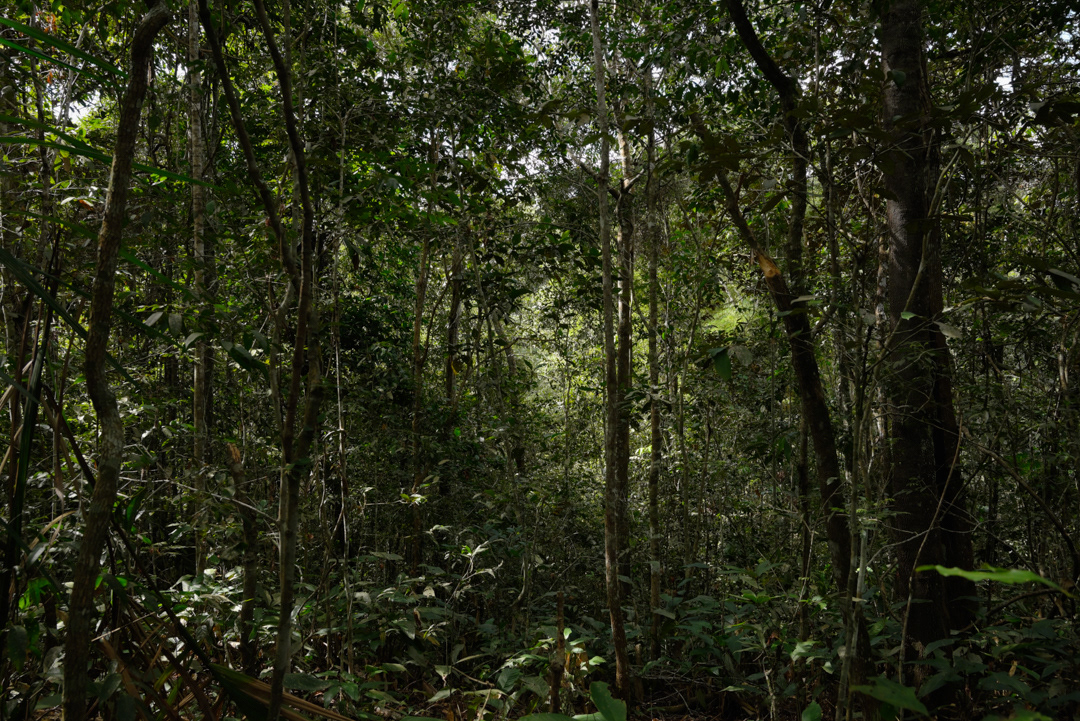 © Leonardo Pavini
