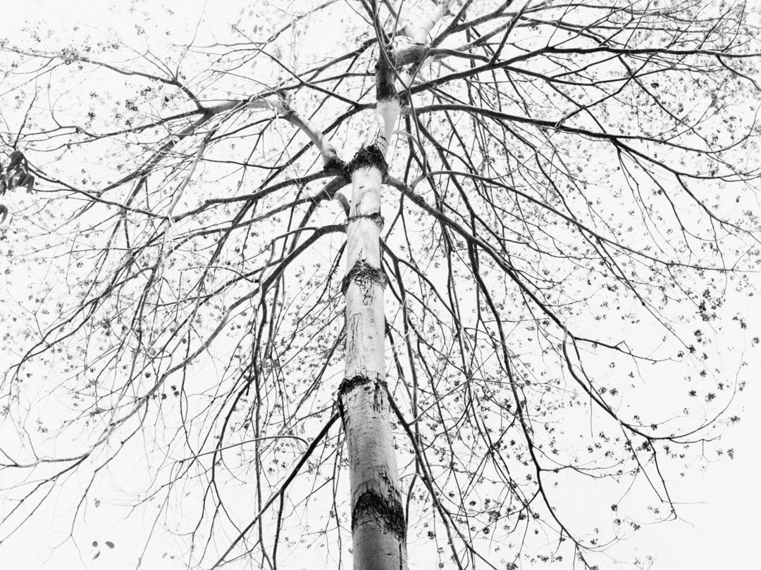 © Leonardo Pavini