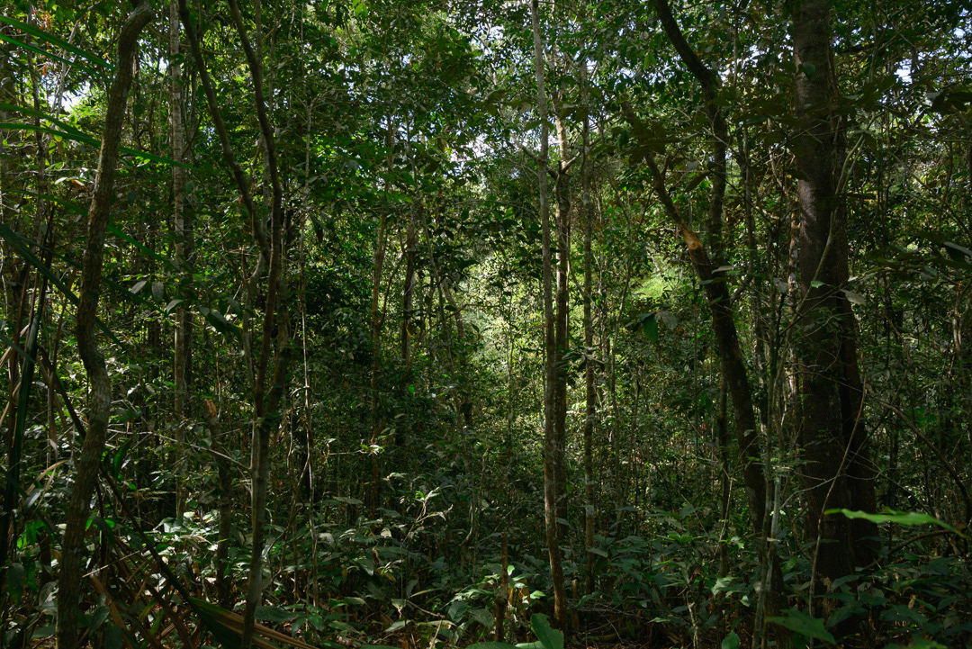 © 2025 Leonardo Pavini