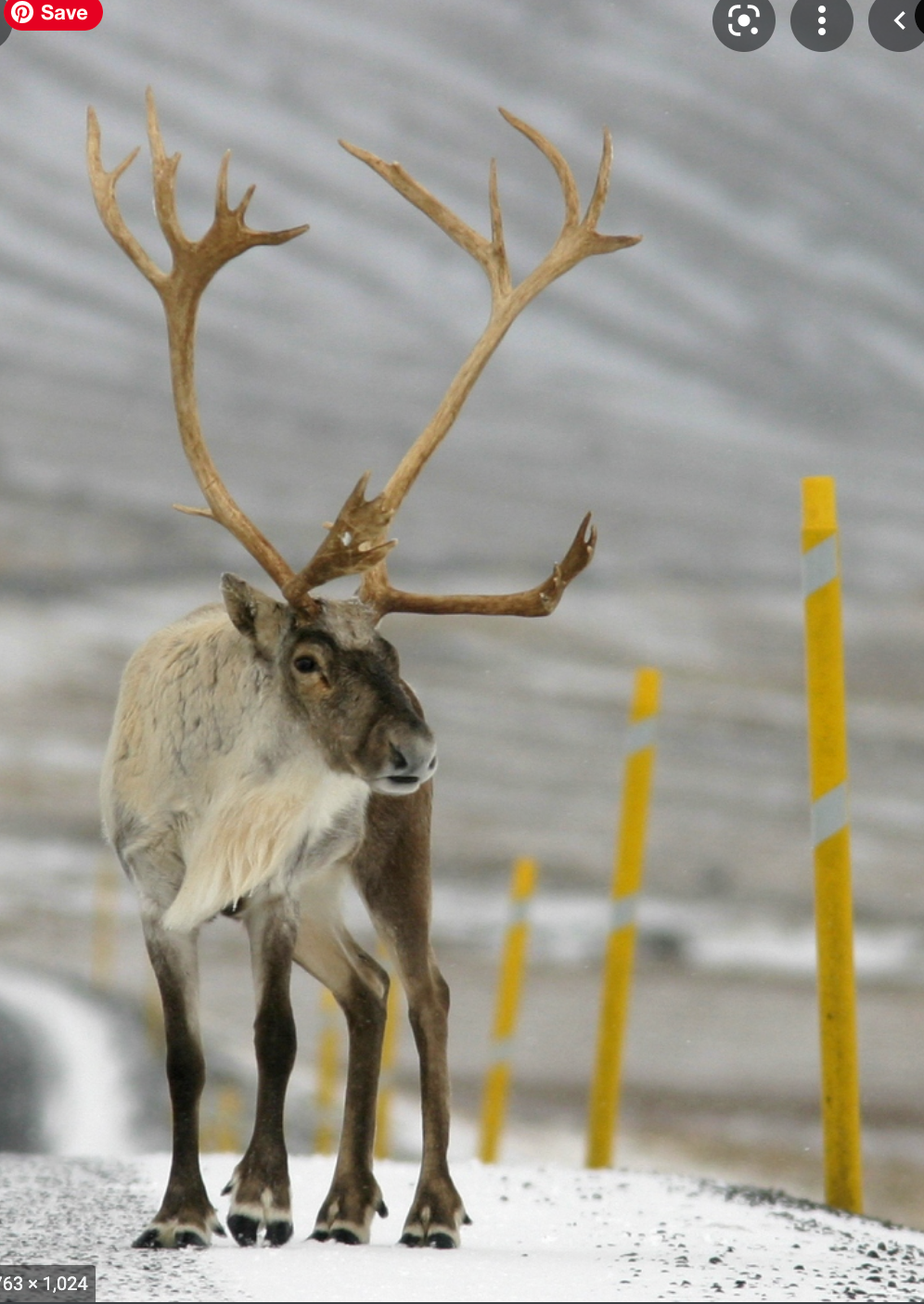 reindeer