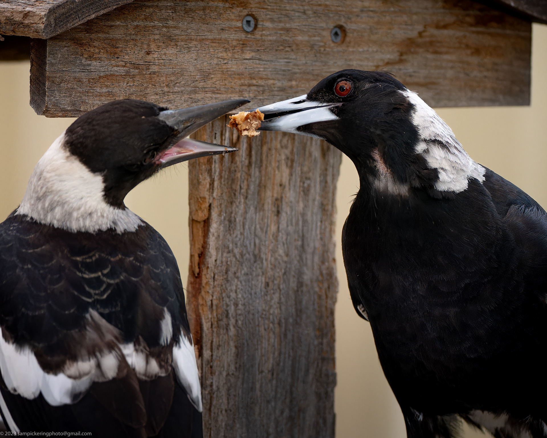 Magpie