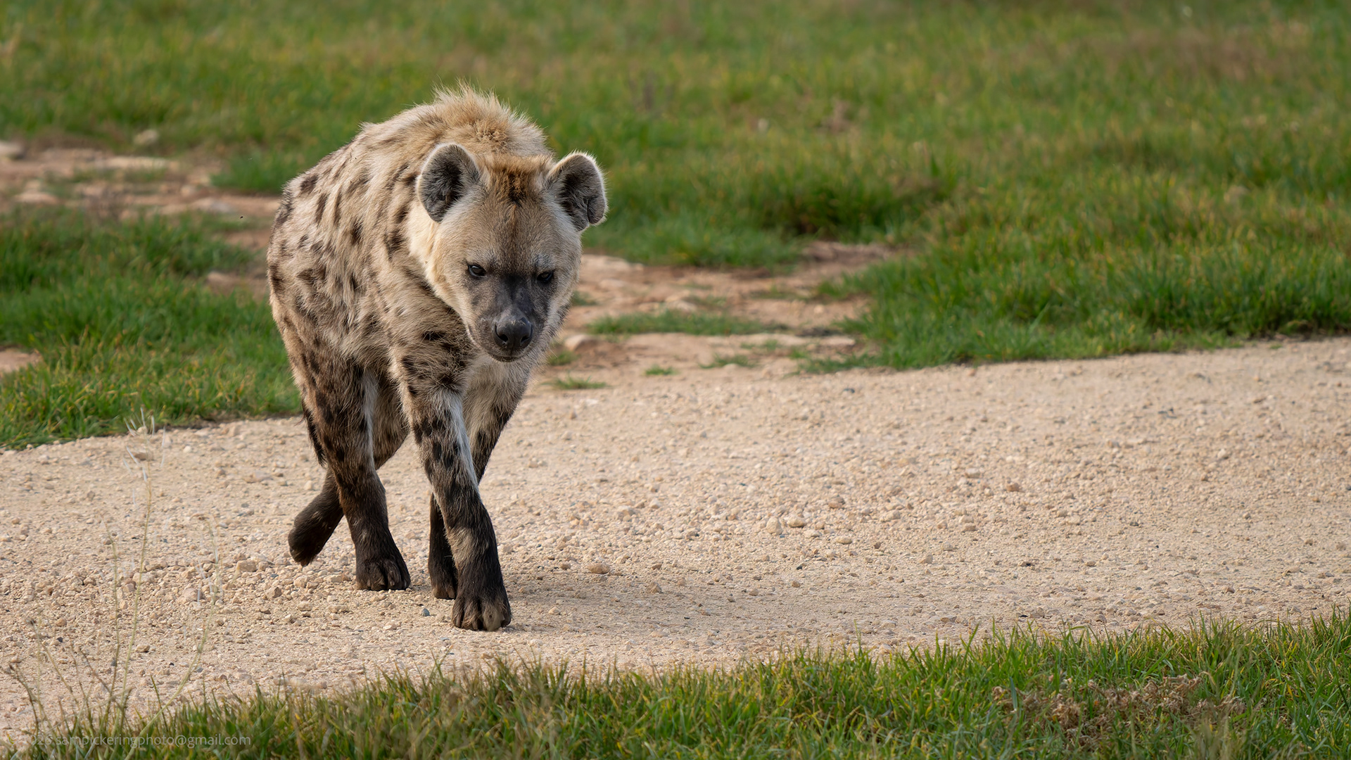 Spotted Hyena