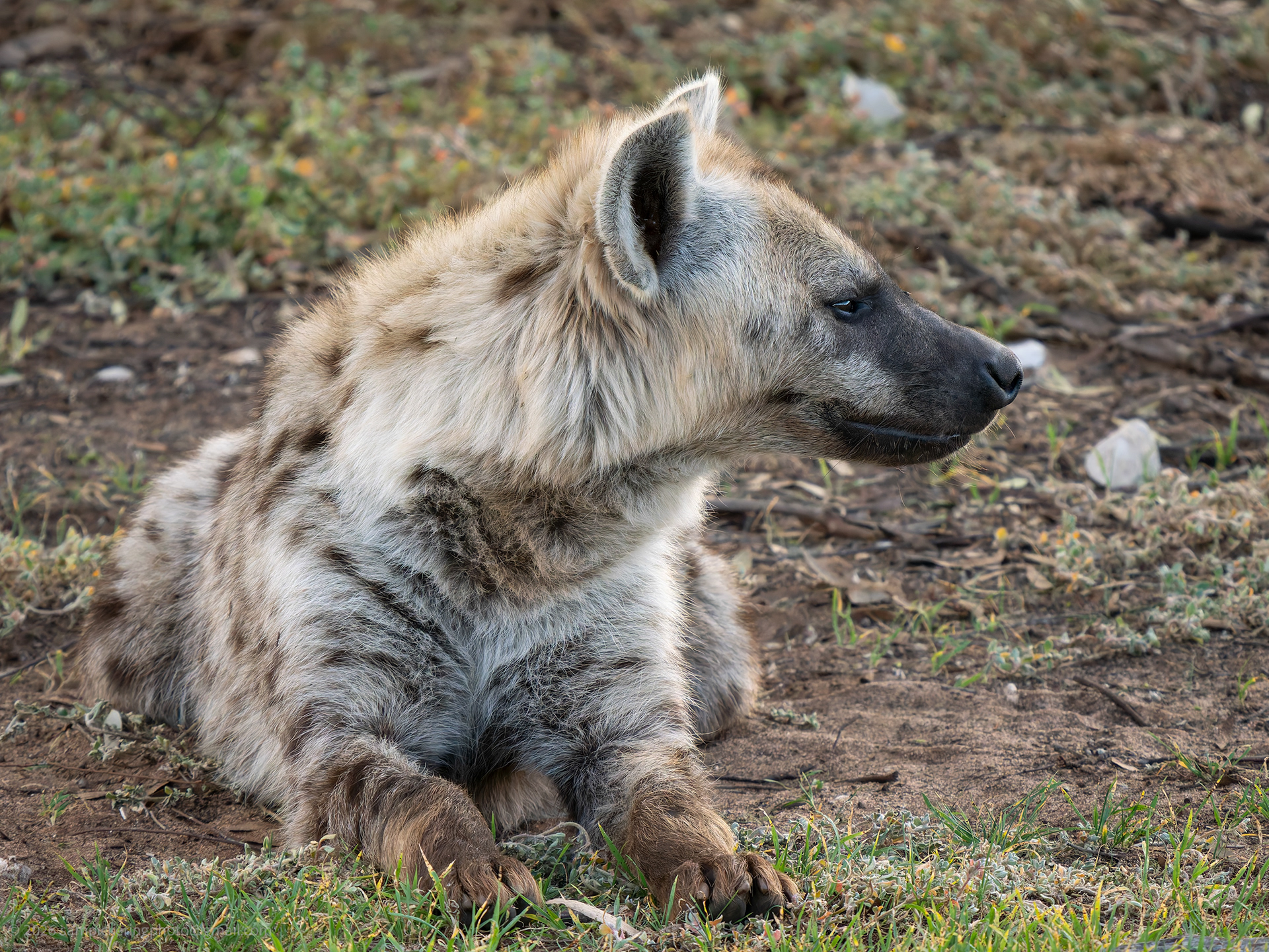 Spotted Hyena