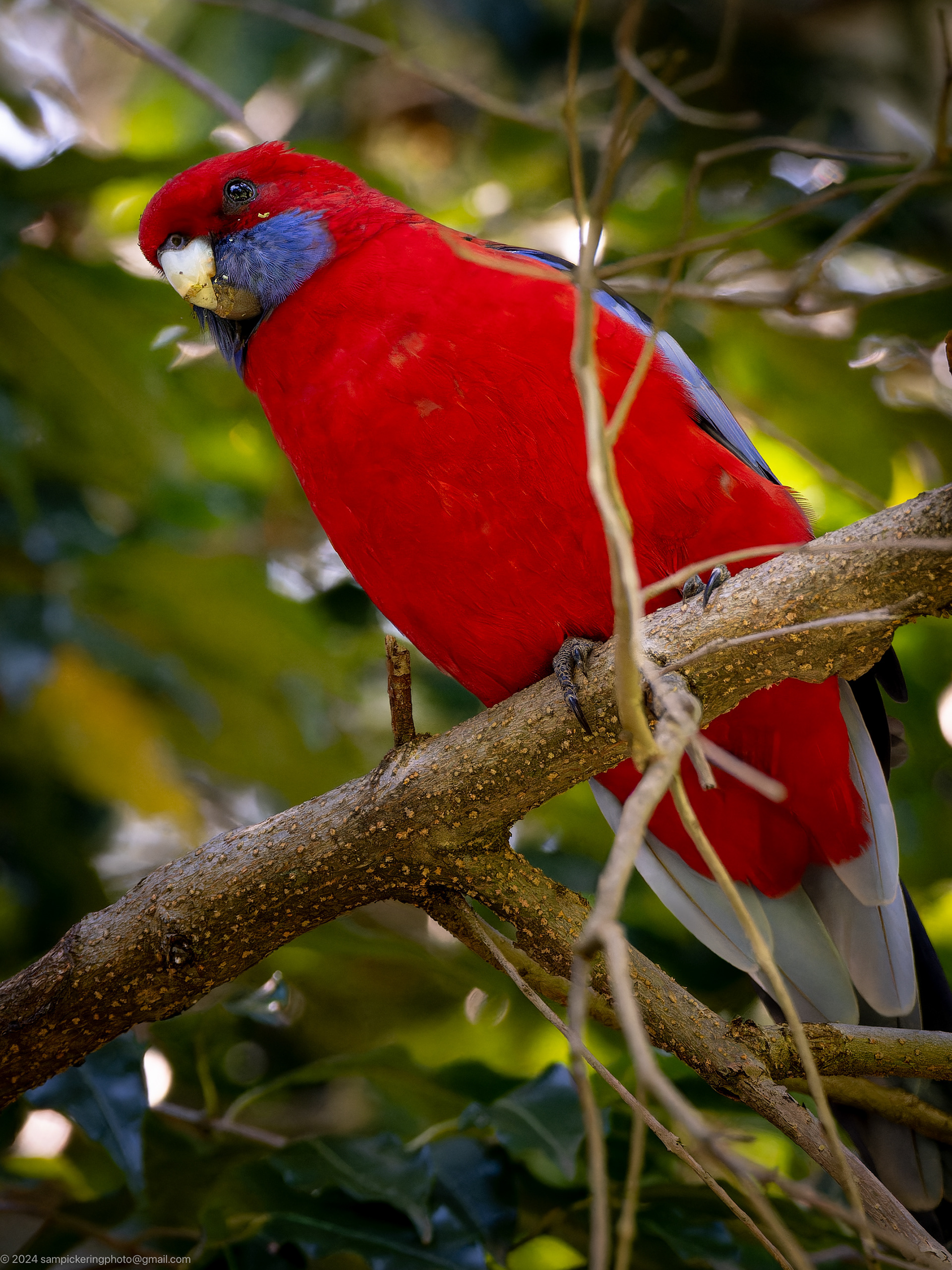 Crimson Rosella