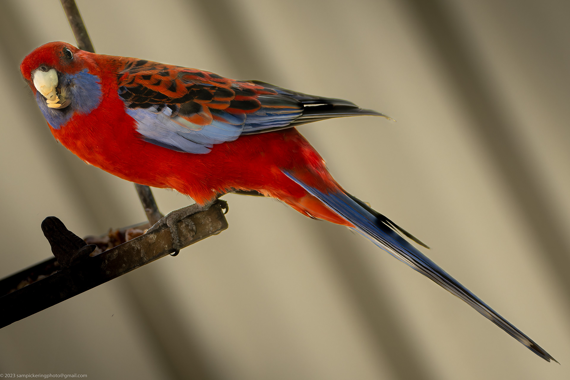 Crimson Rosella
