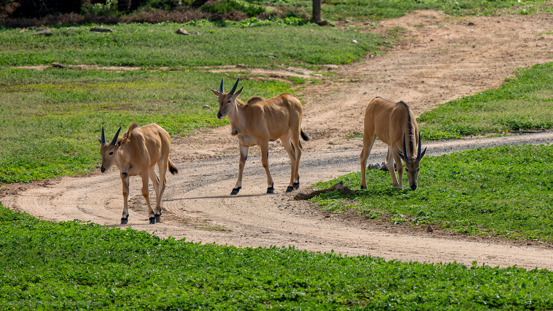 Eland