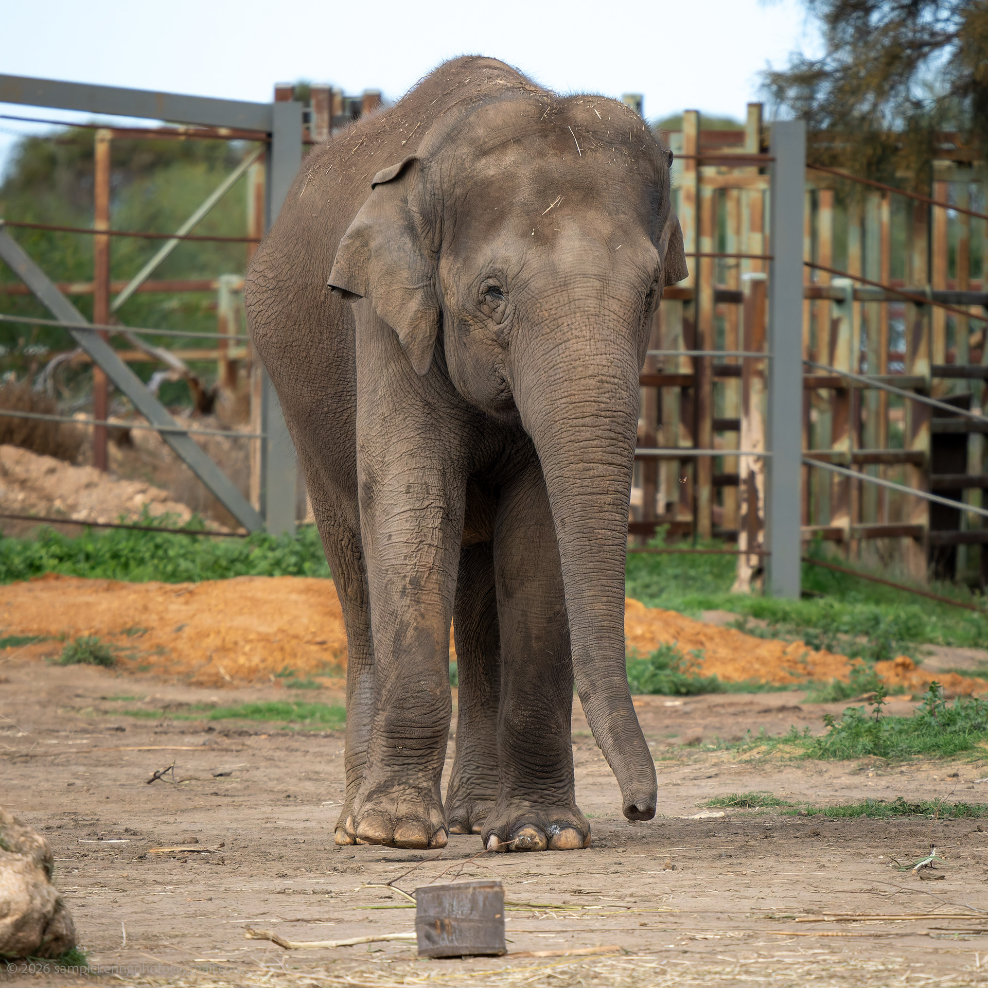 Asian Elephant