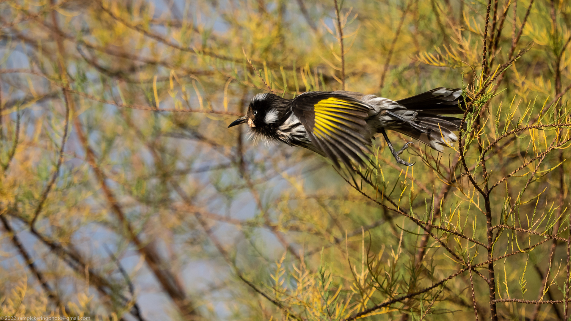 New Holland Honeyeater
