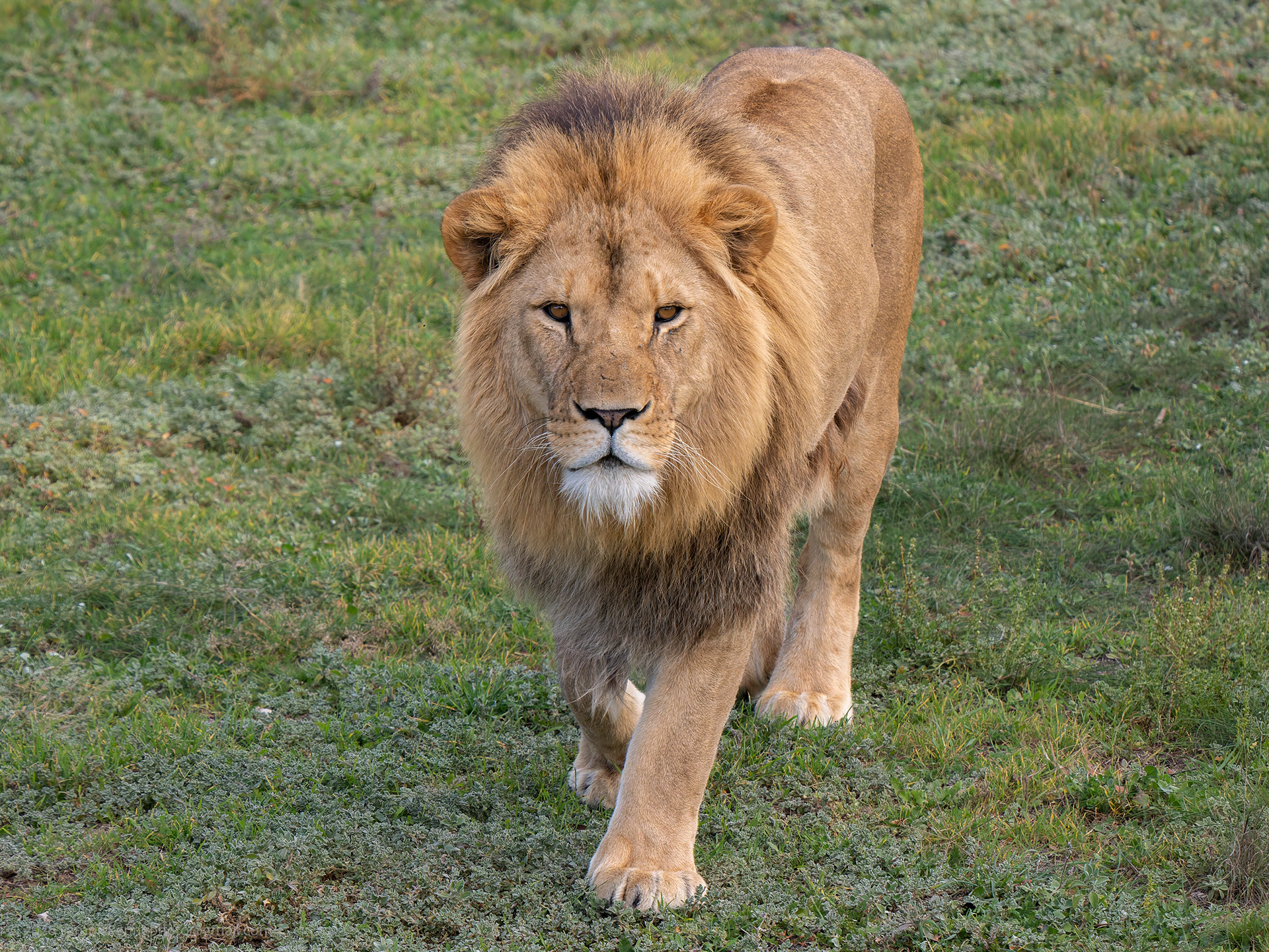 African Lion