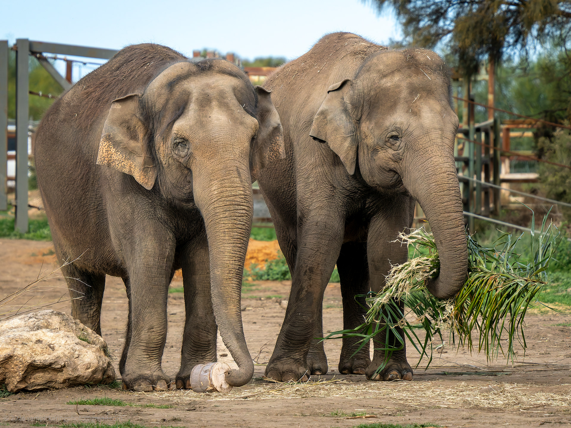 Asian Elephant