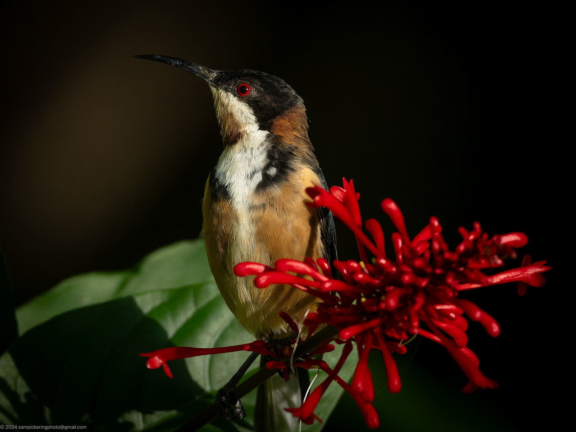 Eastern Spinebill
