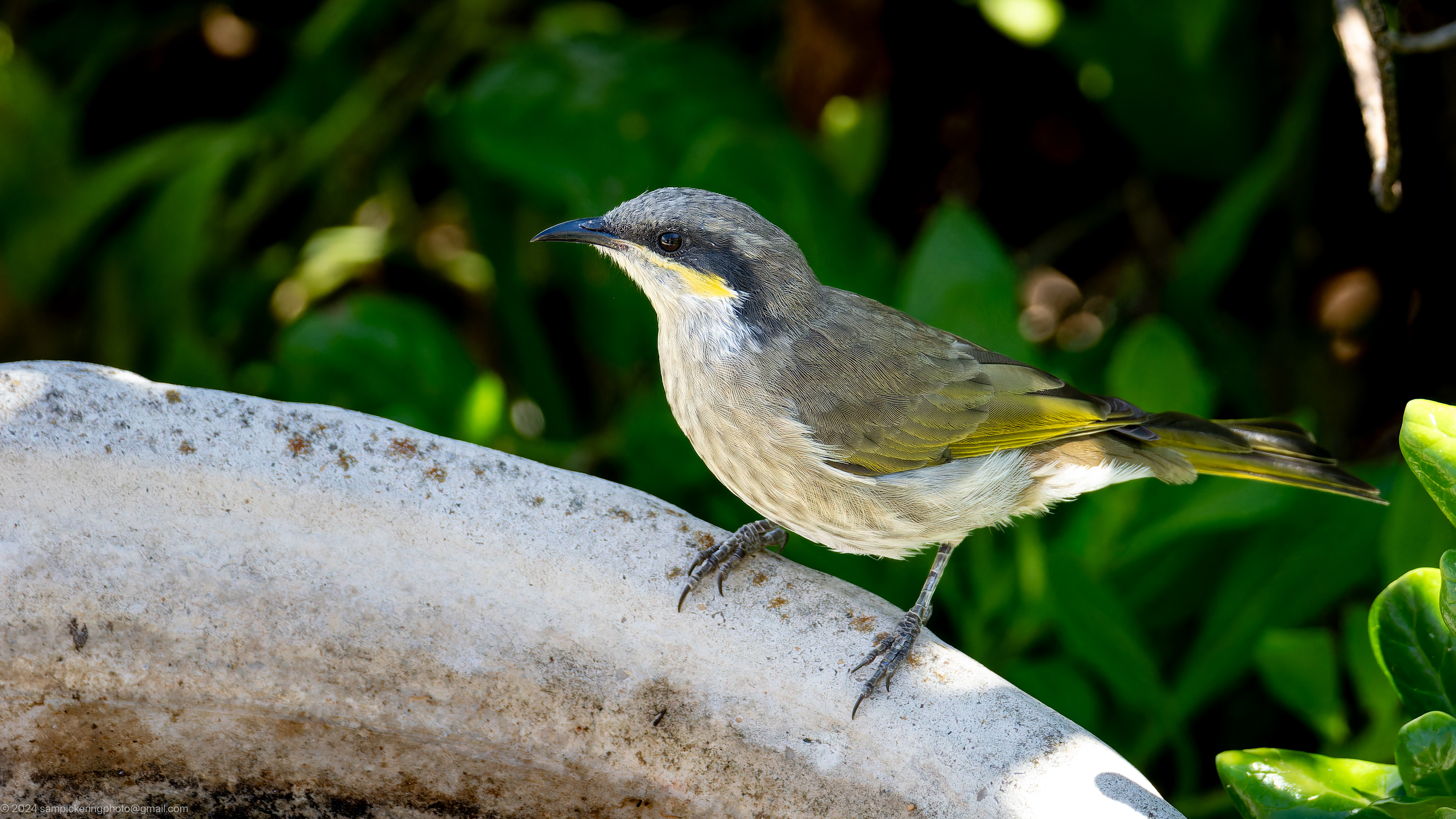 Singing Honeyeater