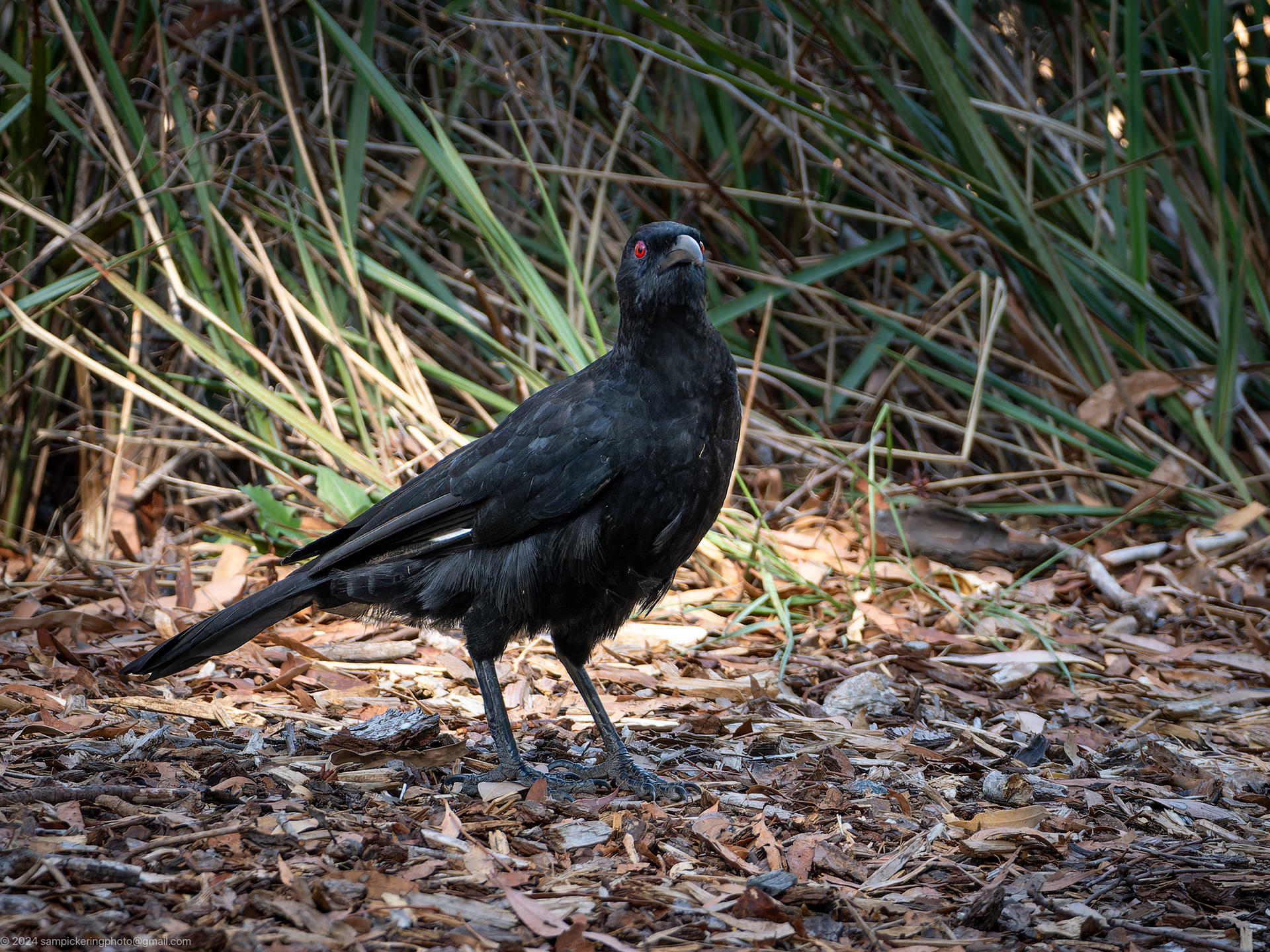 White-winged Chough