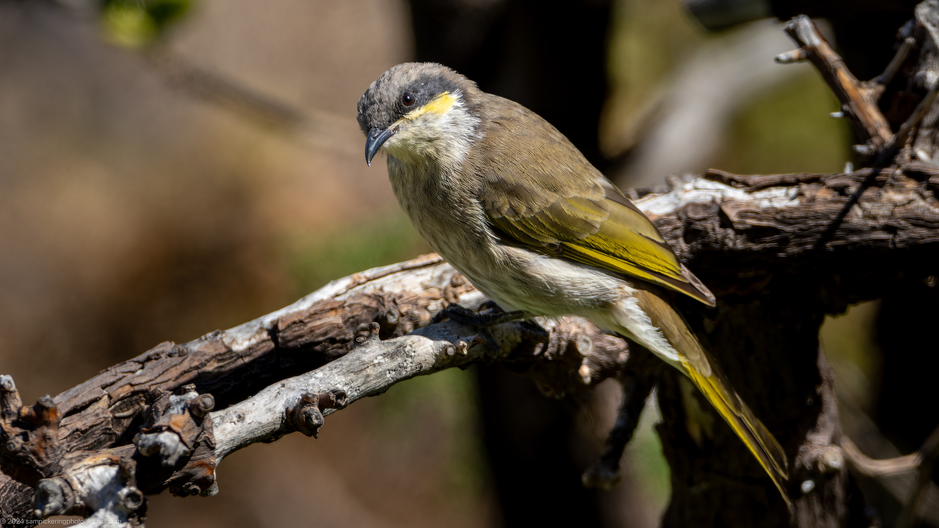 Singing Honeyeater