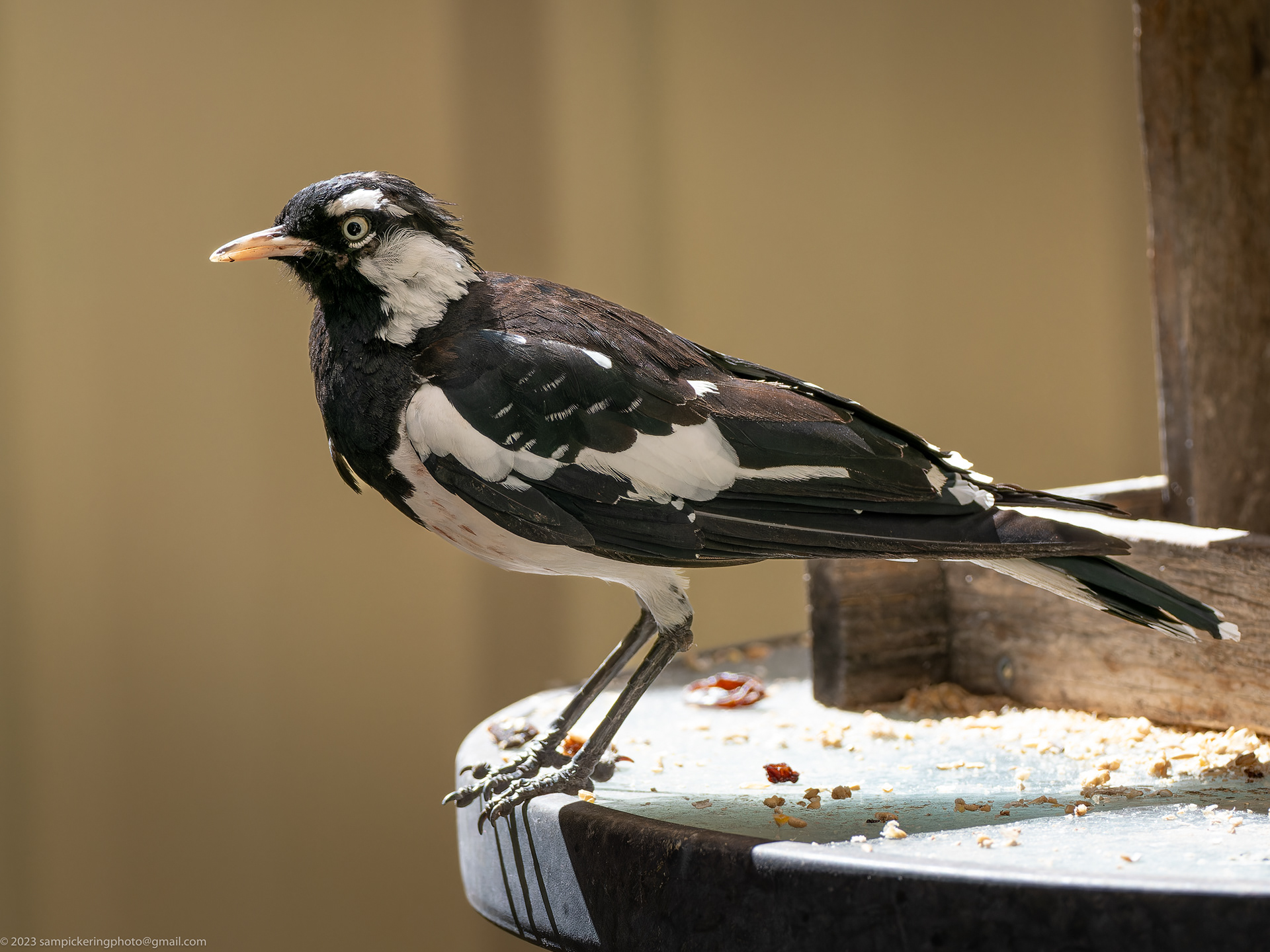 Magpie-lark