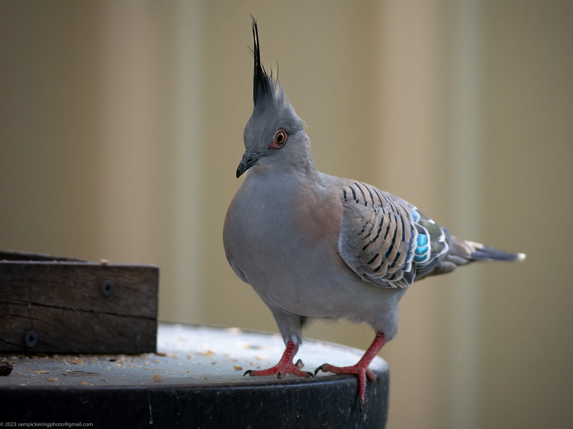 Crested Pigeon